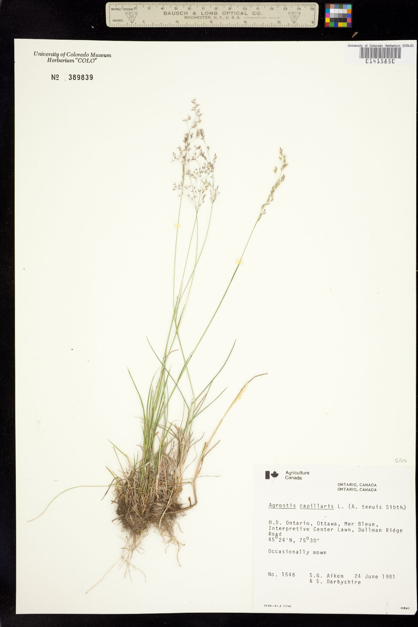 Agrostis capillaris image