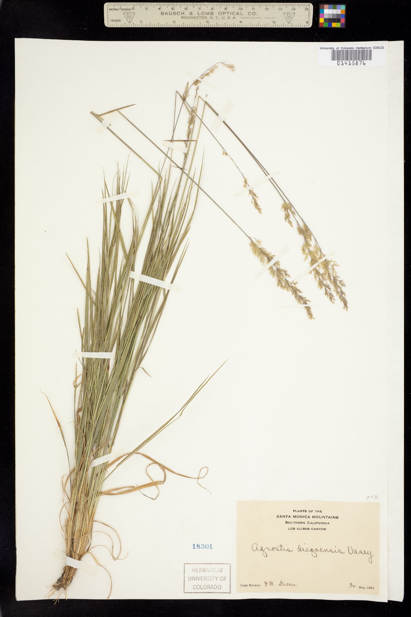 Agrostis pallens image