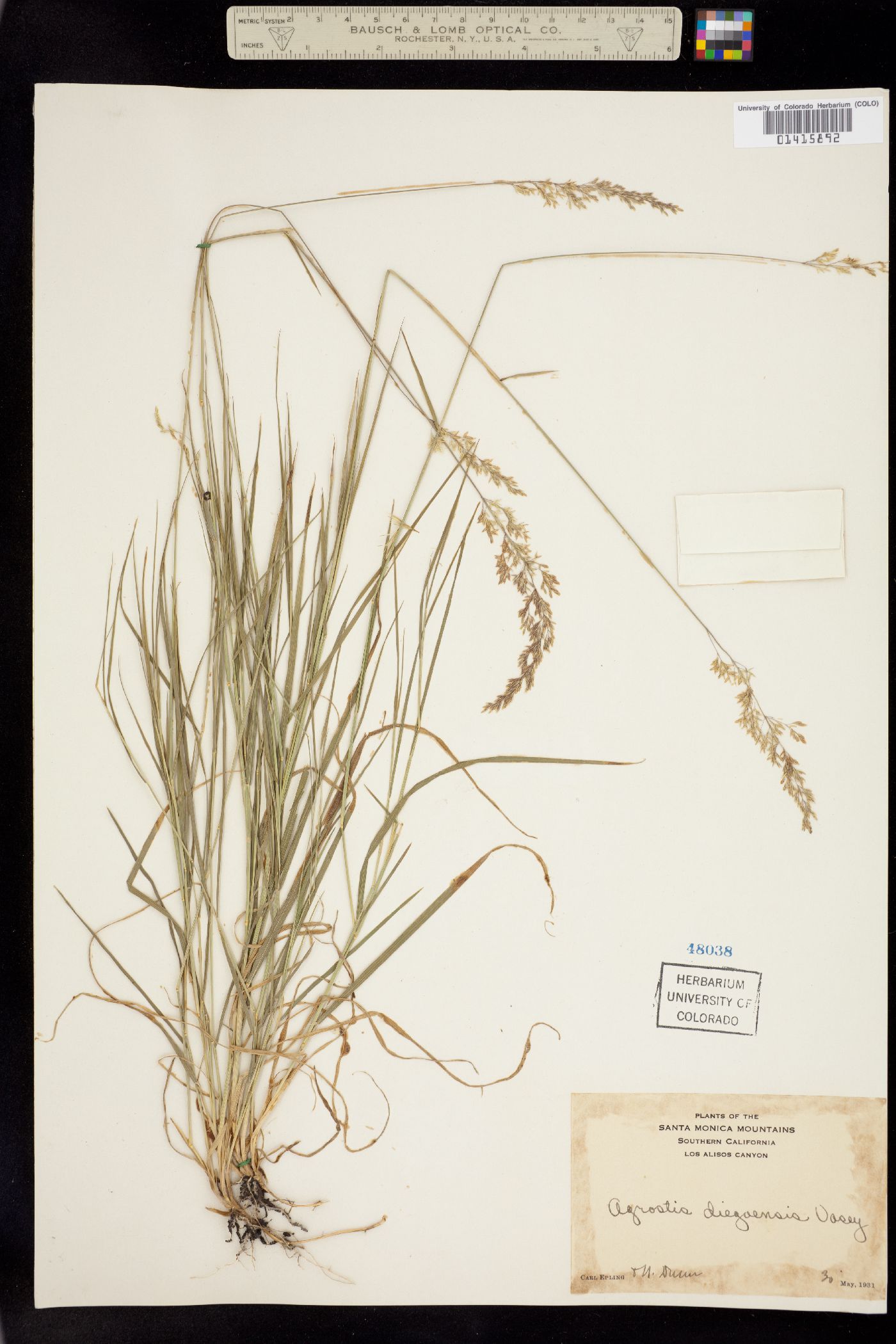 Agrostis pallens image