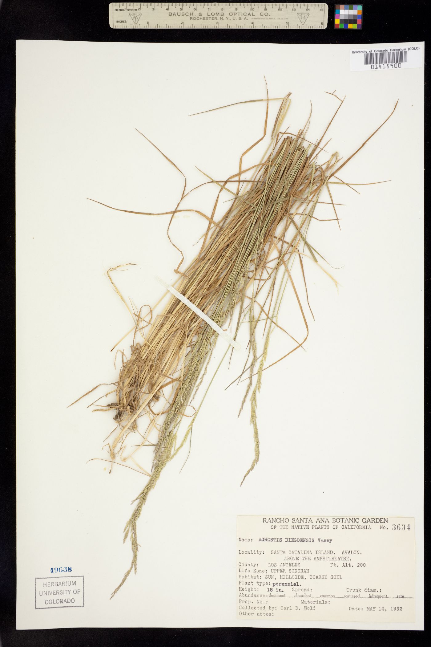 Agrostis pallens image