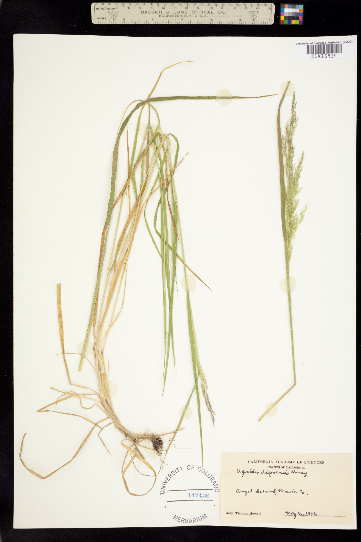 Agrostis pallens image