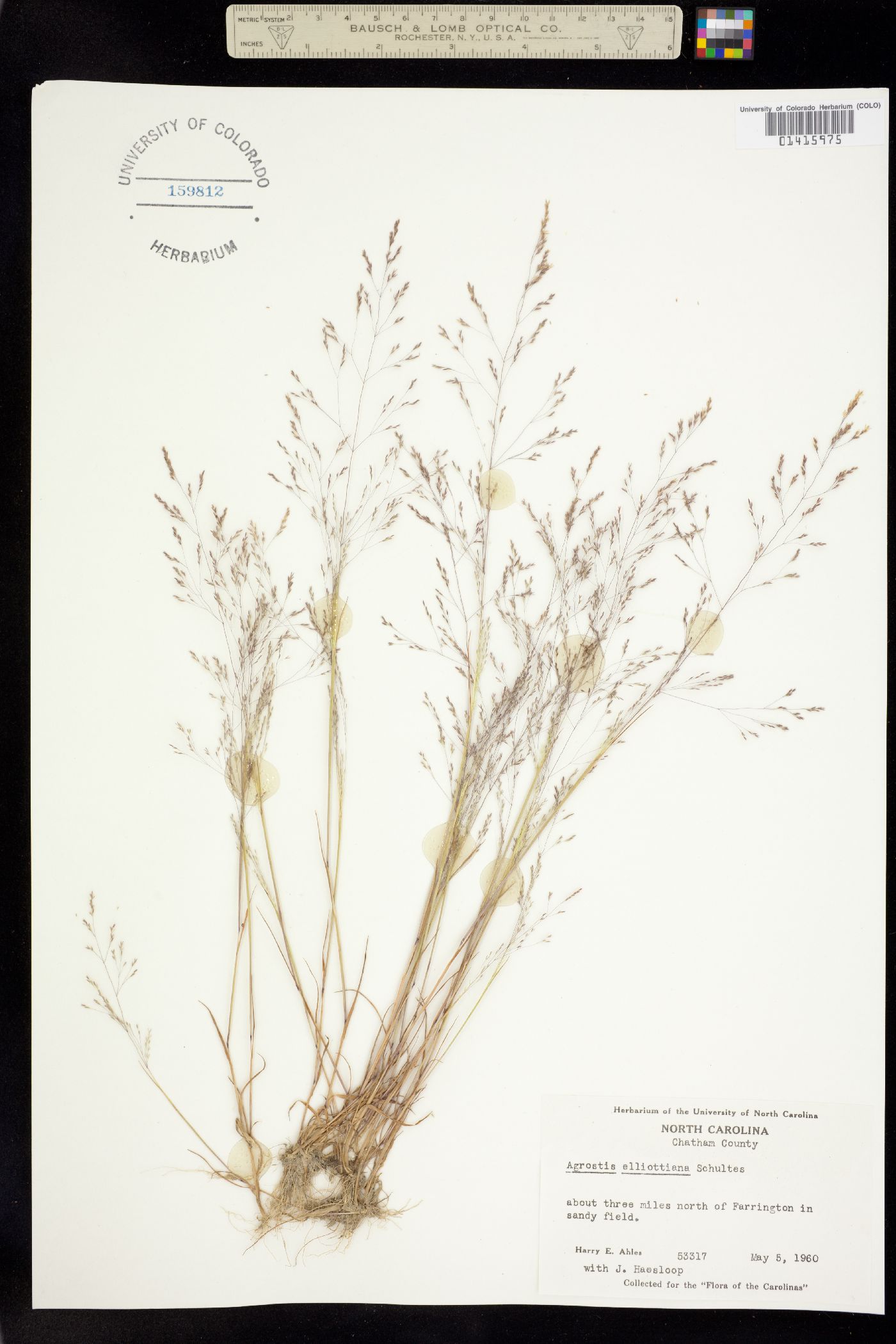 Agrostis elliottiana image