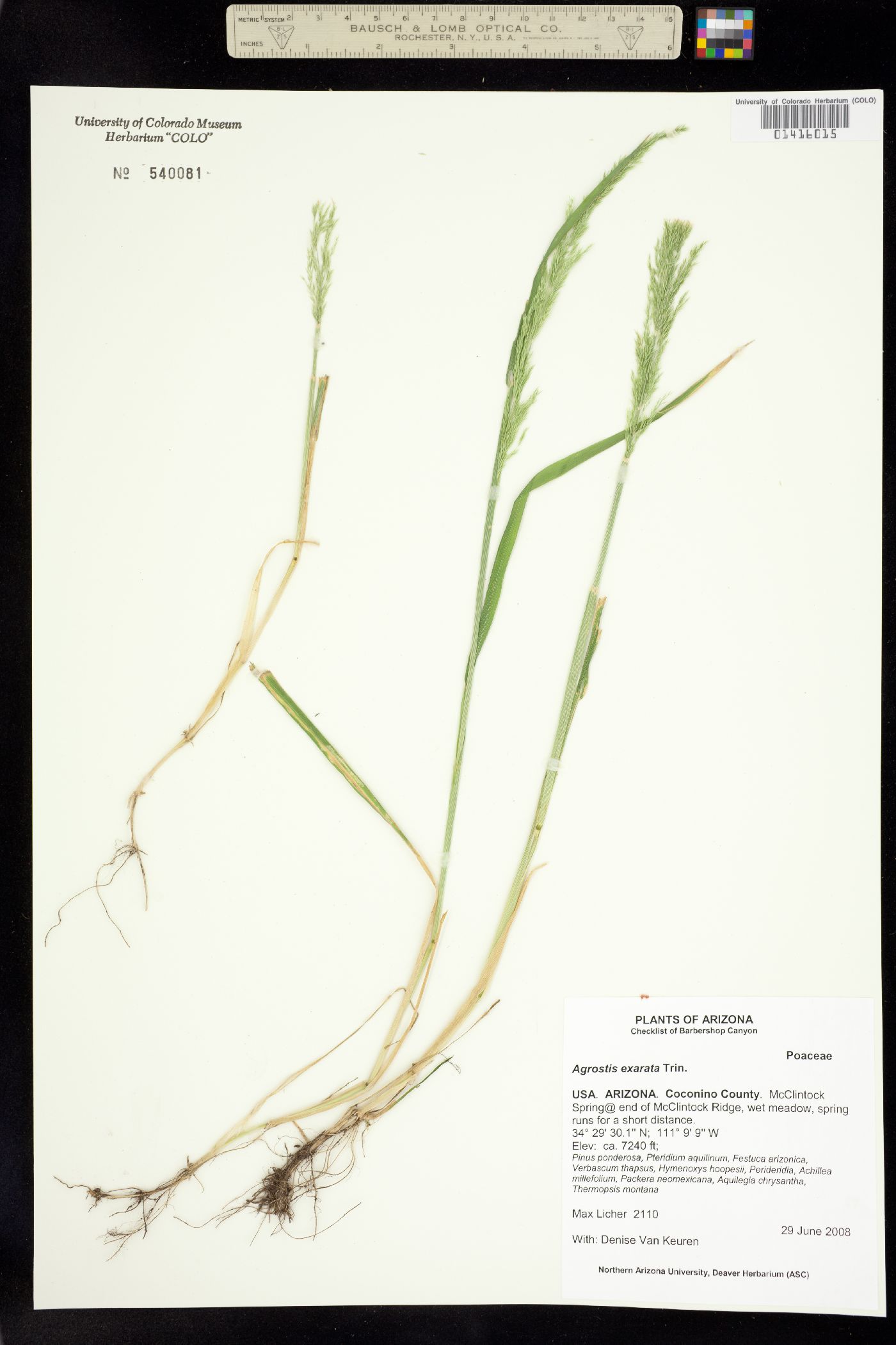 Agrostis exarata image