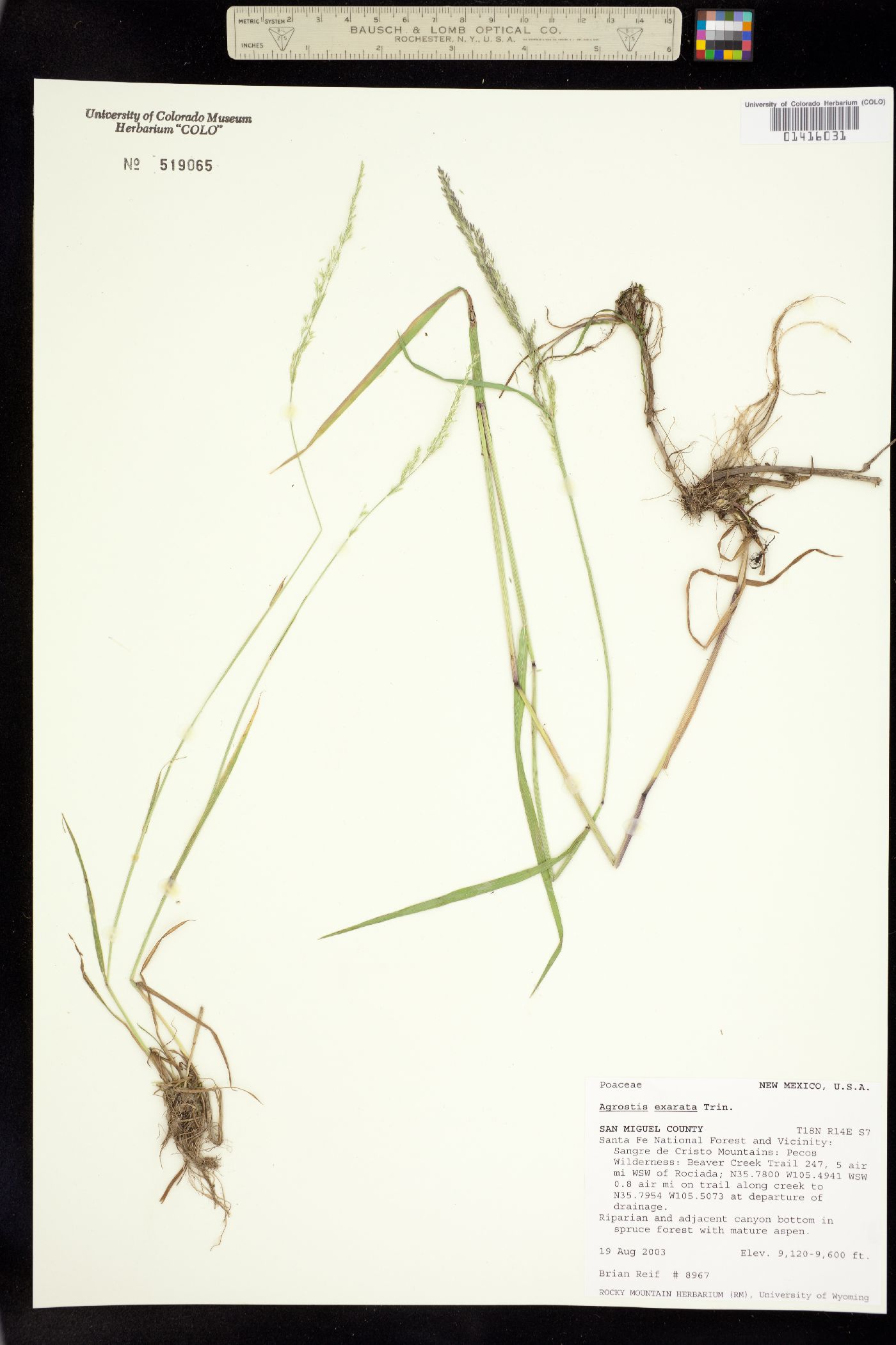 Agrostis exarata image