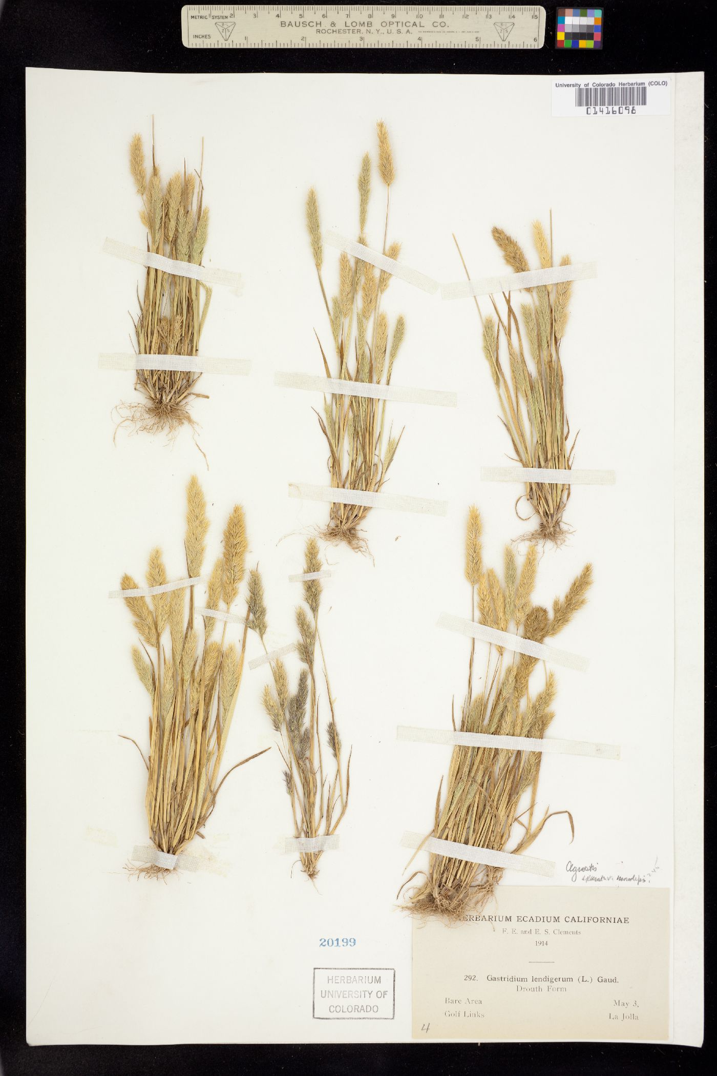 Agrostis exarata image