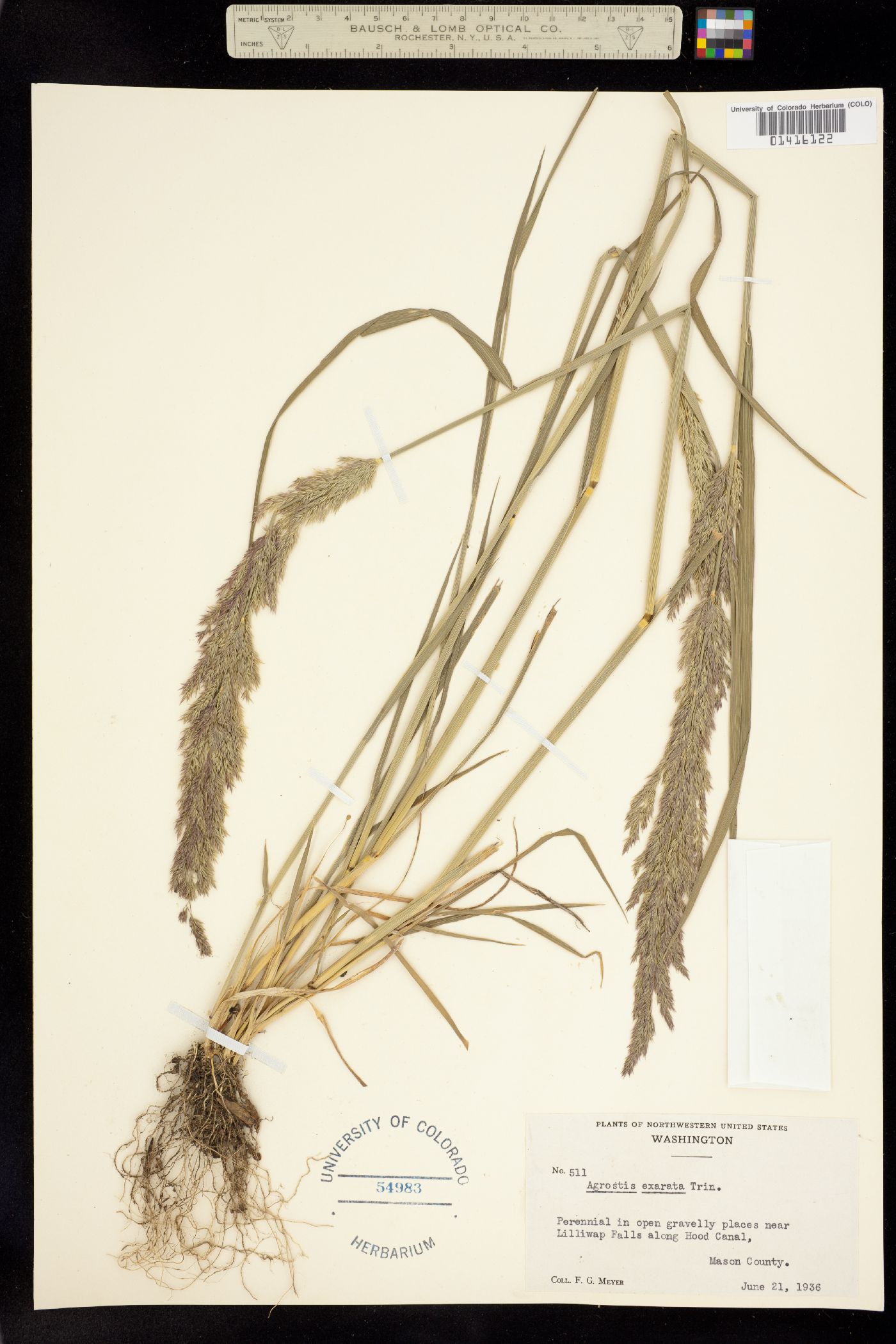 Agrostis exarata image