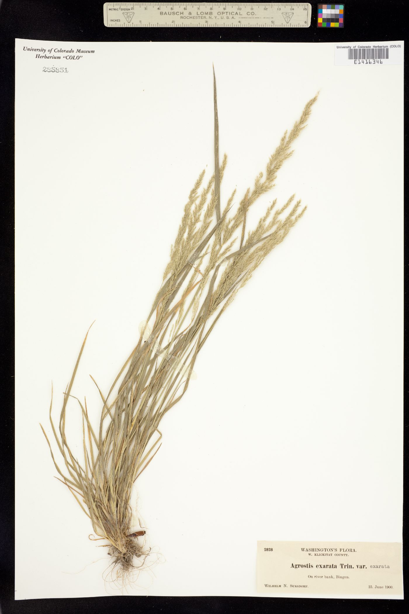 Agrostis exarata image
