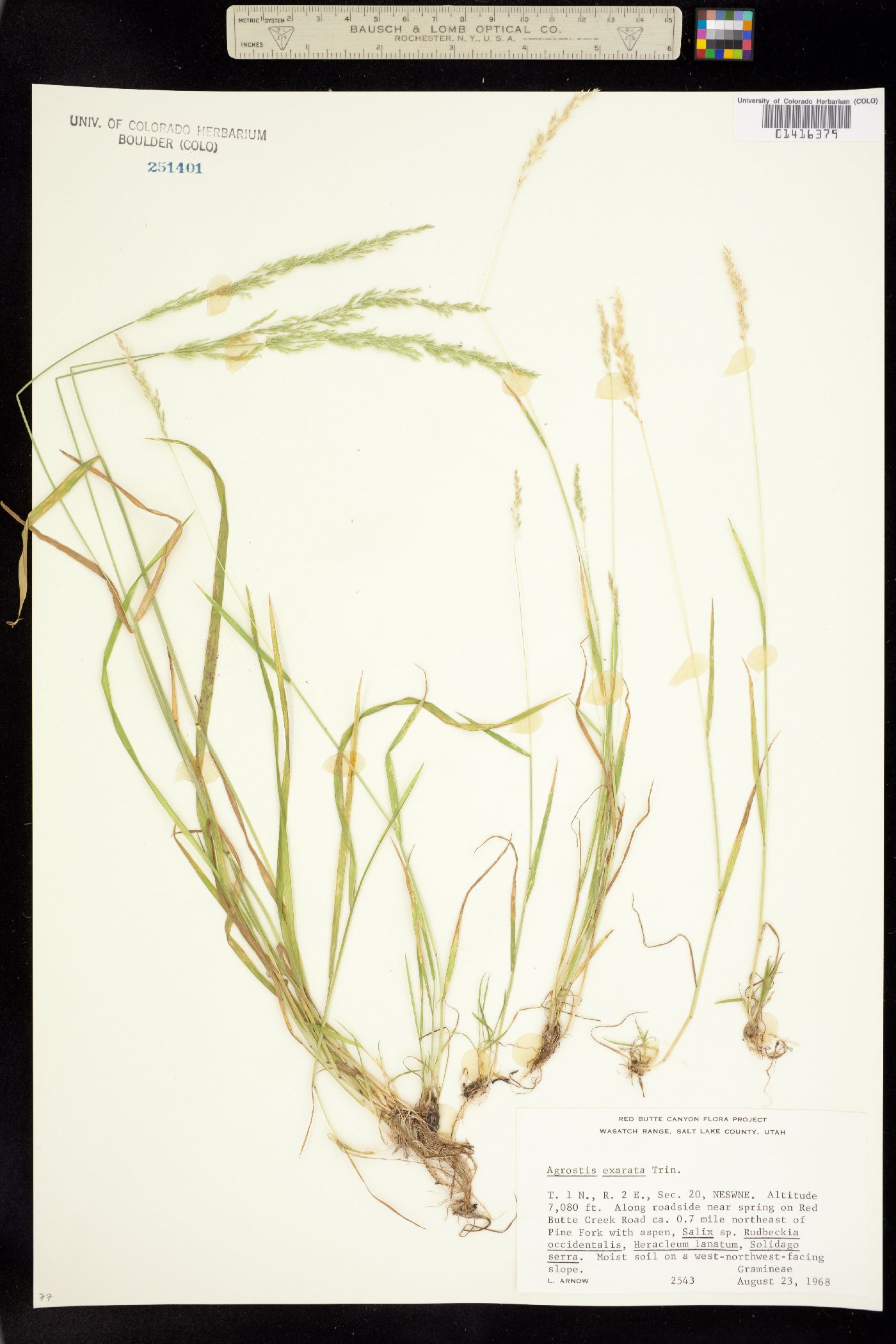 Agrostis image