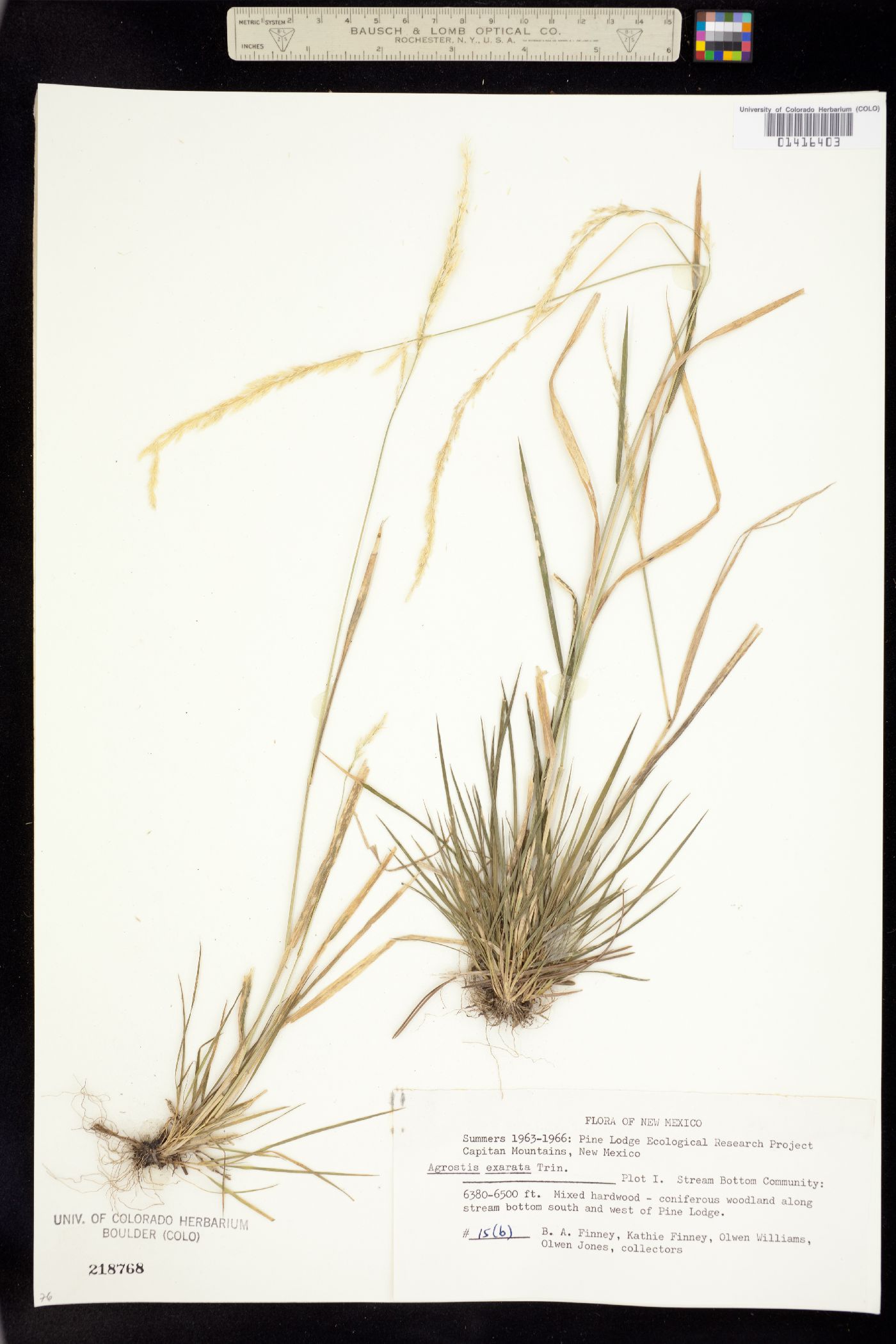 Agrostis exarata image