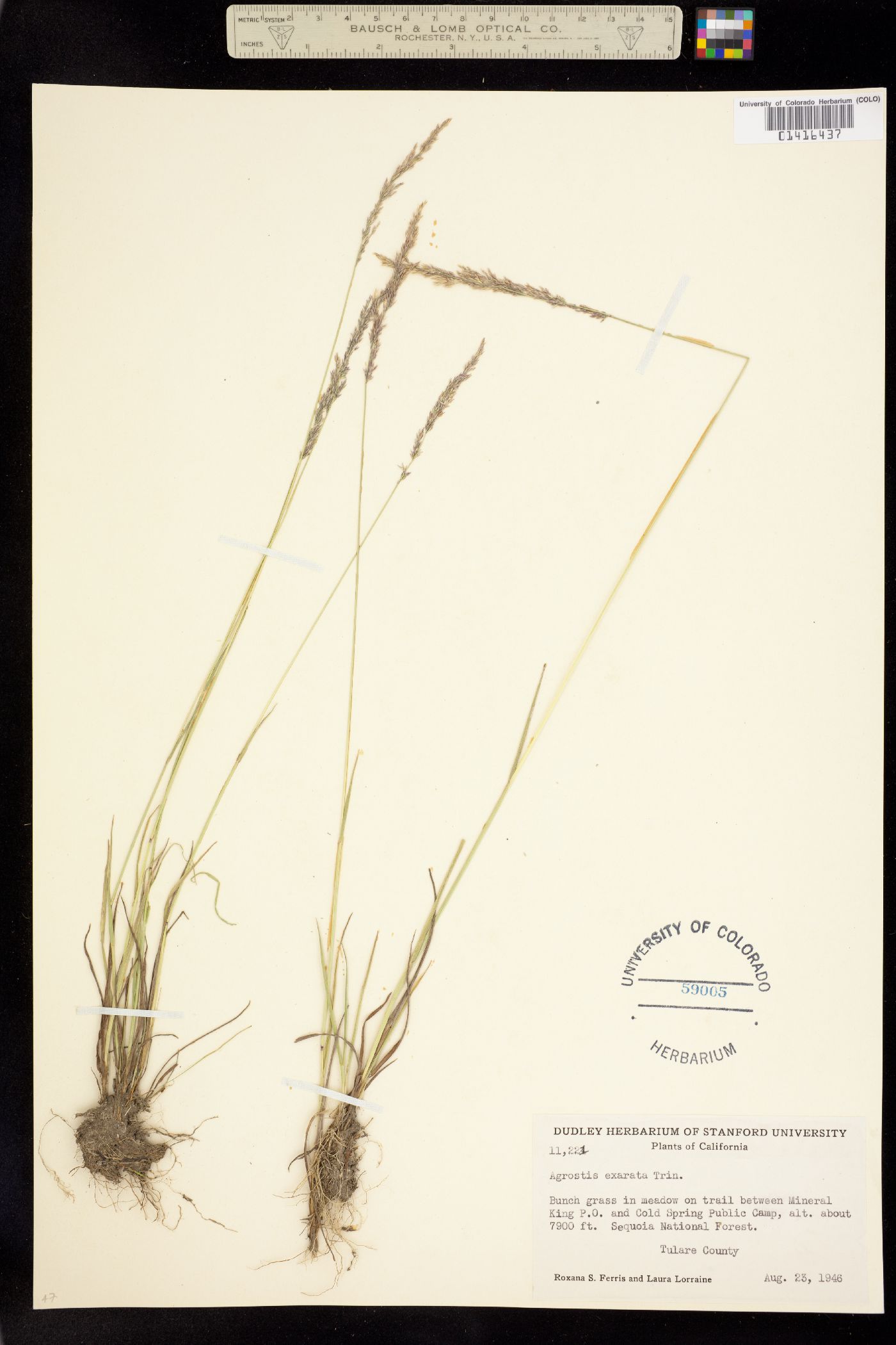 Agrostis exarata image