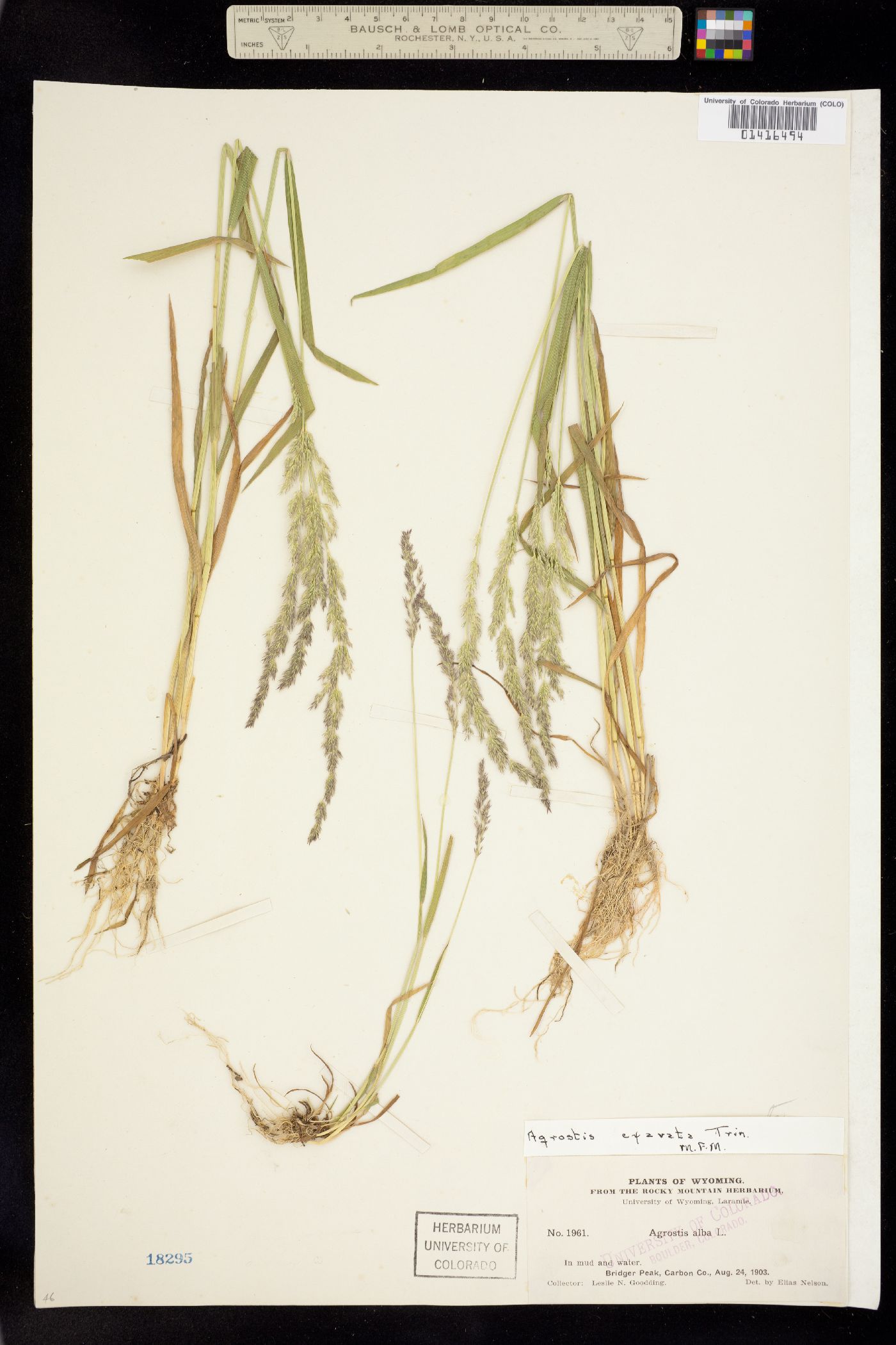 Agrostis image