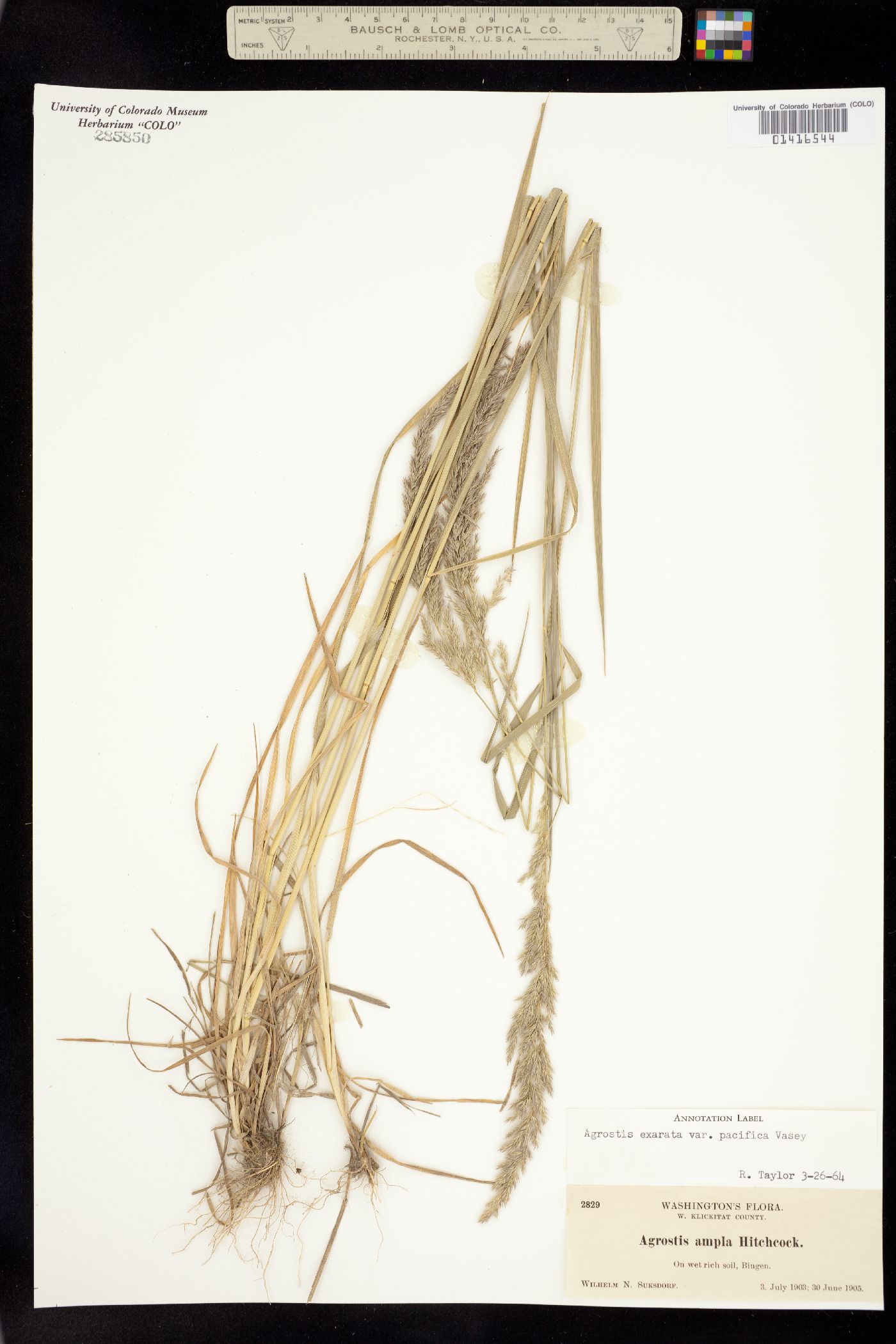 Agrostis exarata image