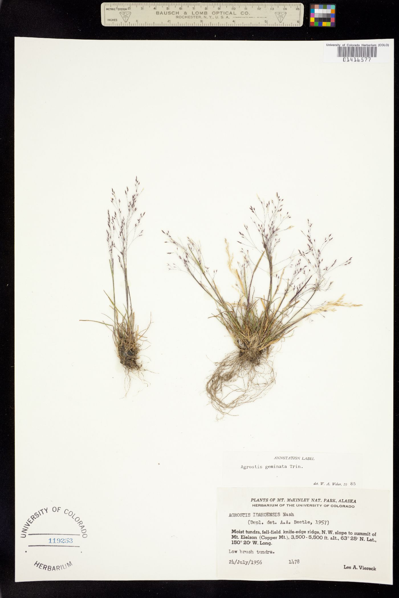 Agrostis scabra image