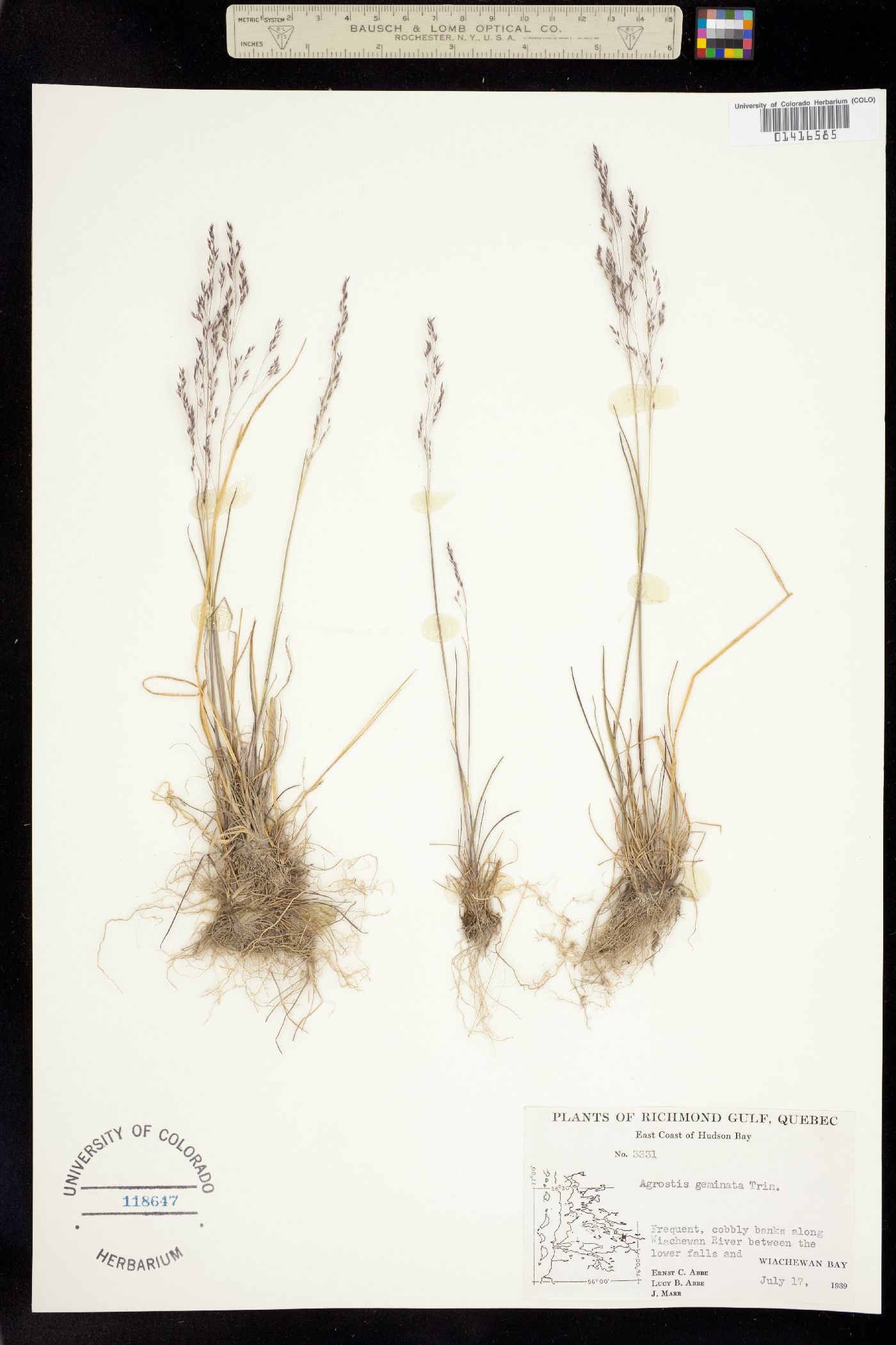 Agrostis scabra image