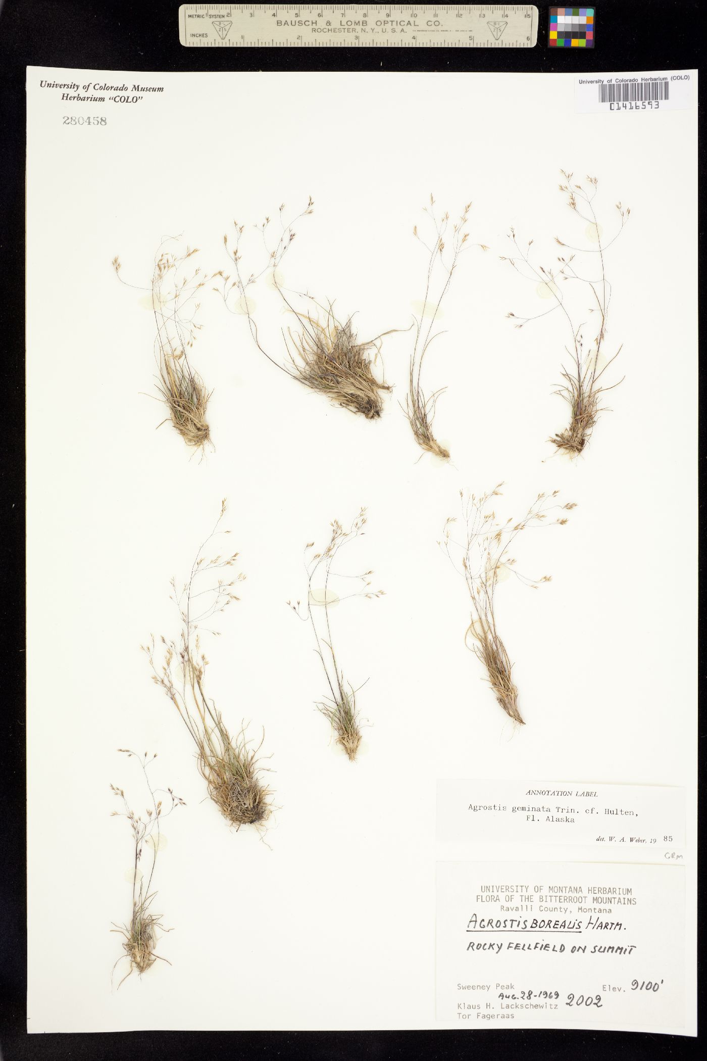 Agrostis scabra image