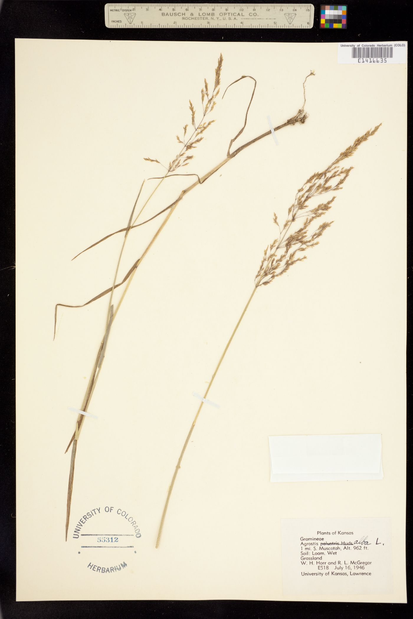 Agrostis gigantea image