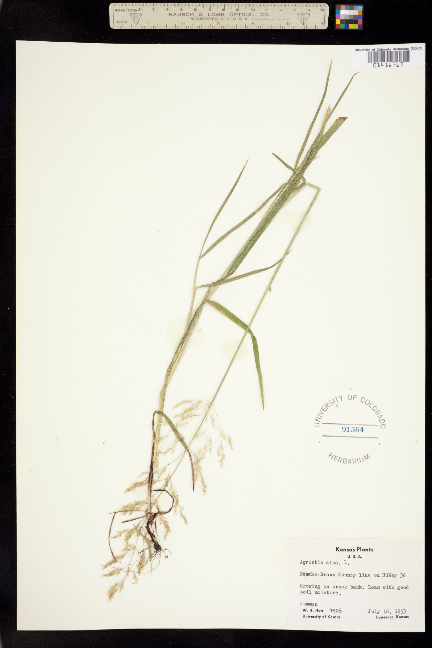 Agrostis gigantea image