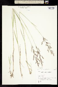 Agrostis gigantea image