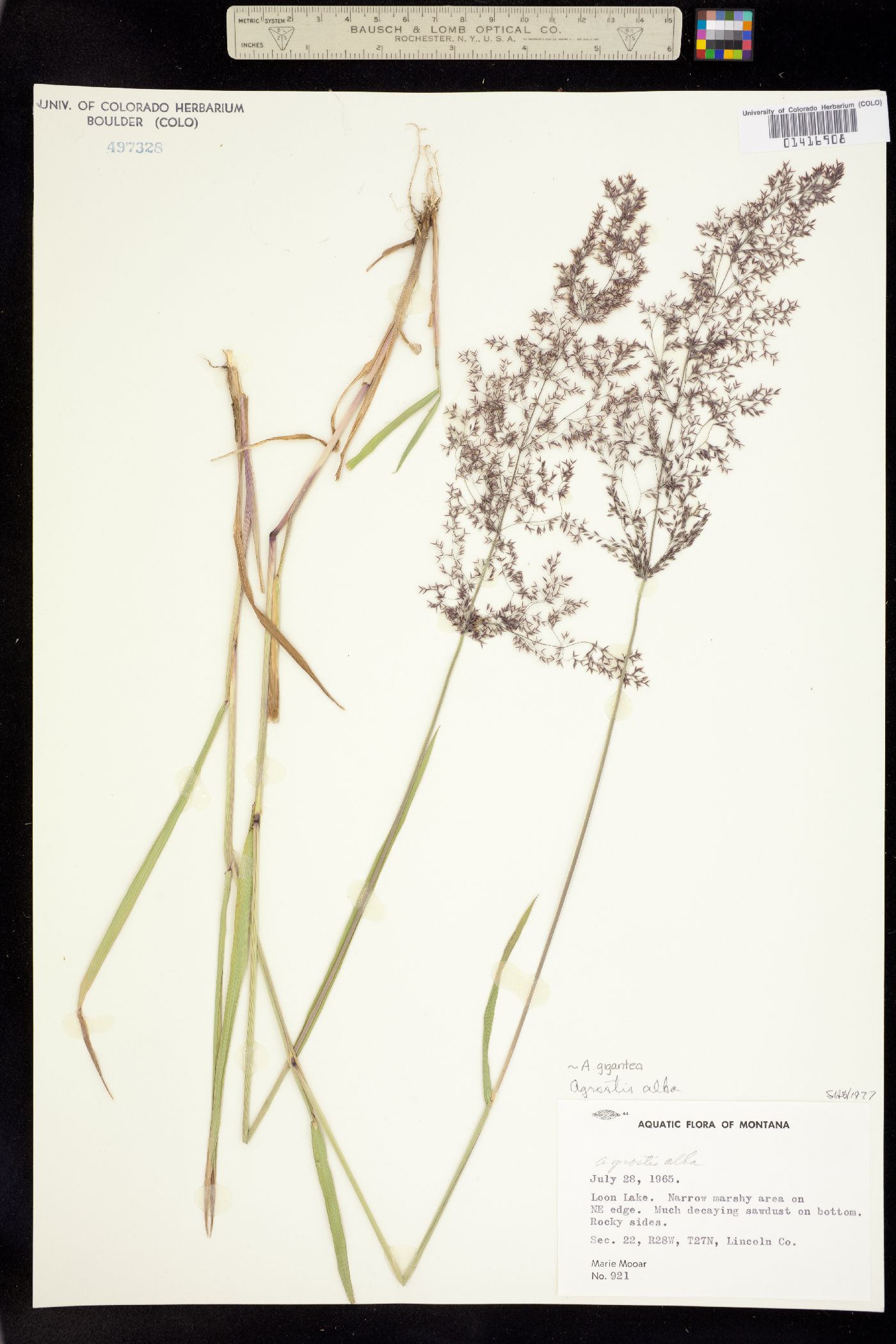 Agrostis gigantea image