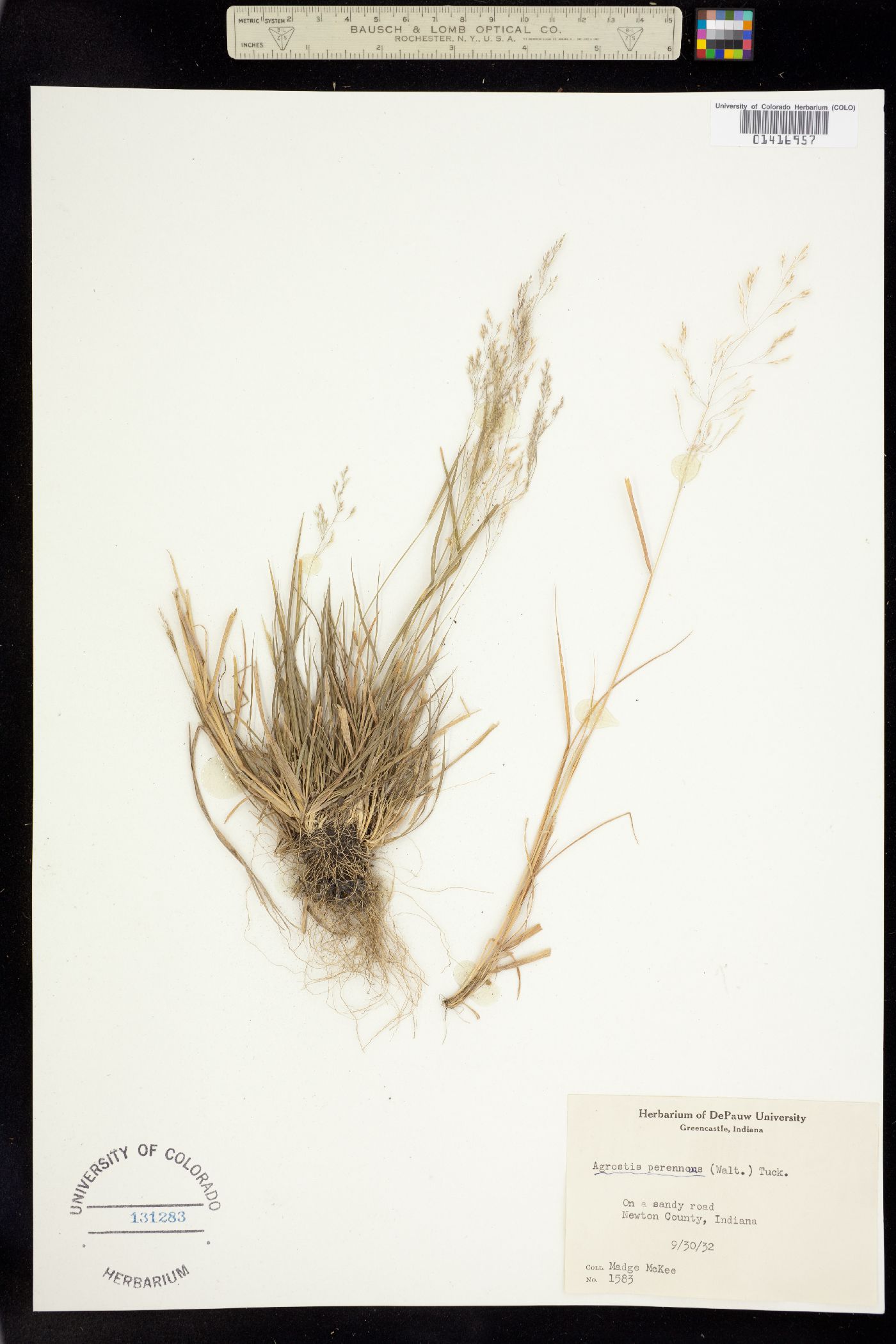 Agrostis image