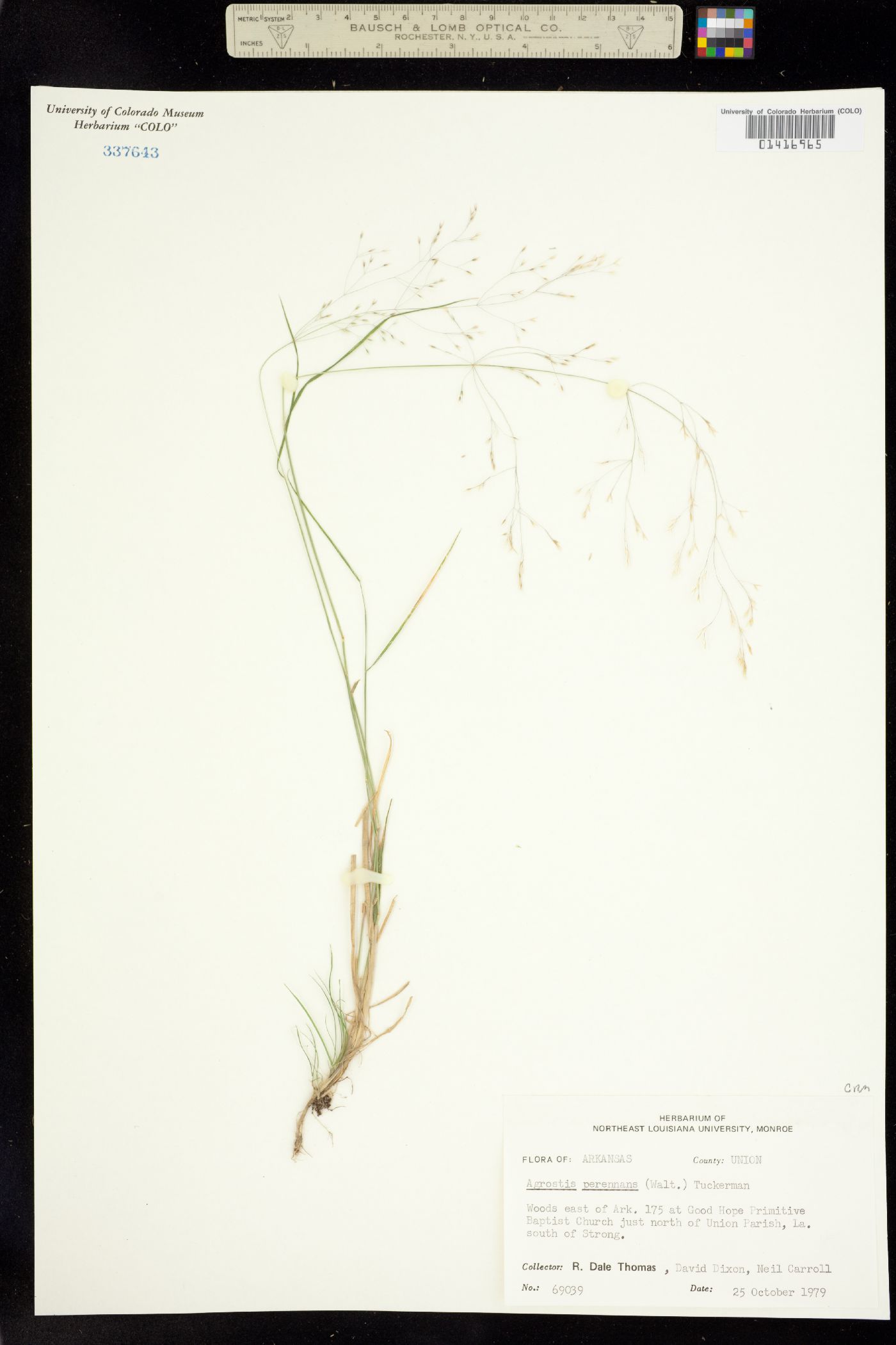 Agrostis perennans image