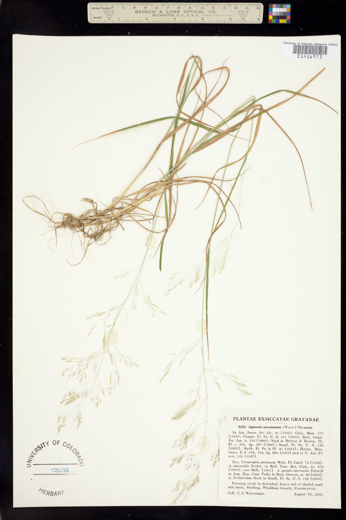 Agrostis perennans image