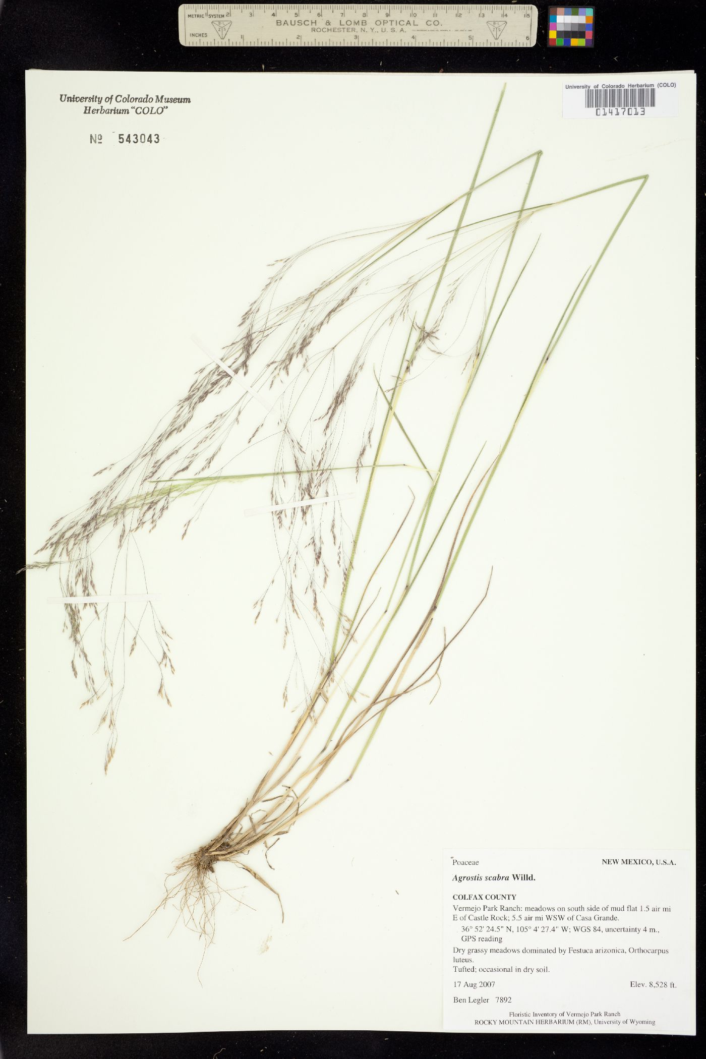 Agrostis image