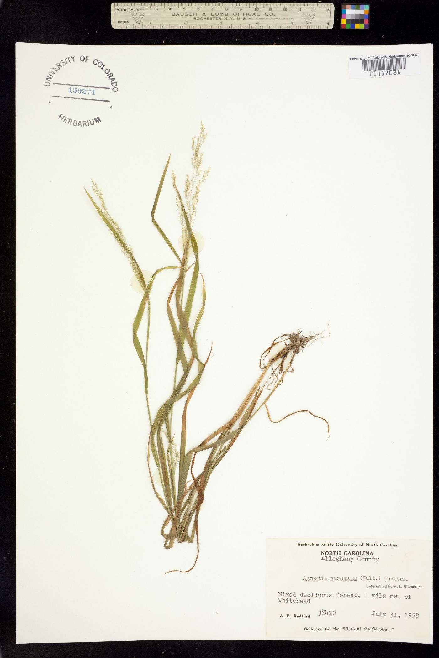 Agrostis perennans image