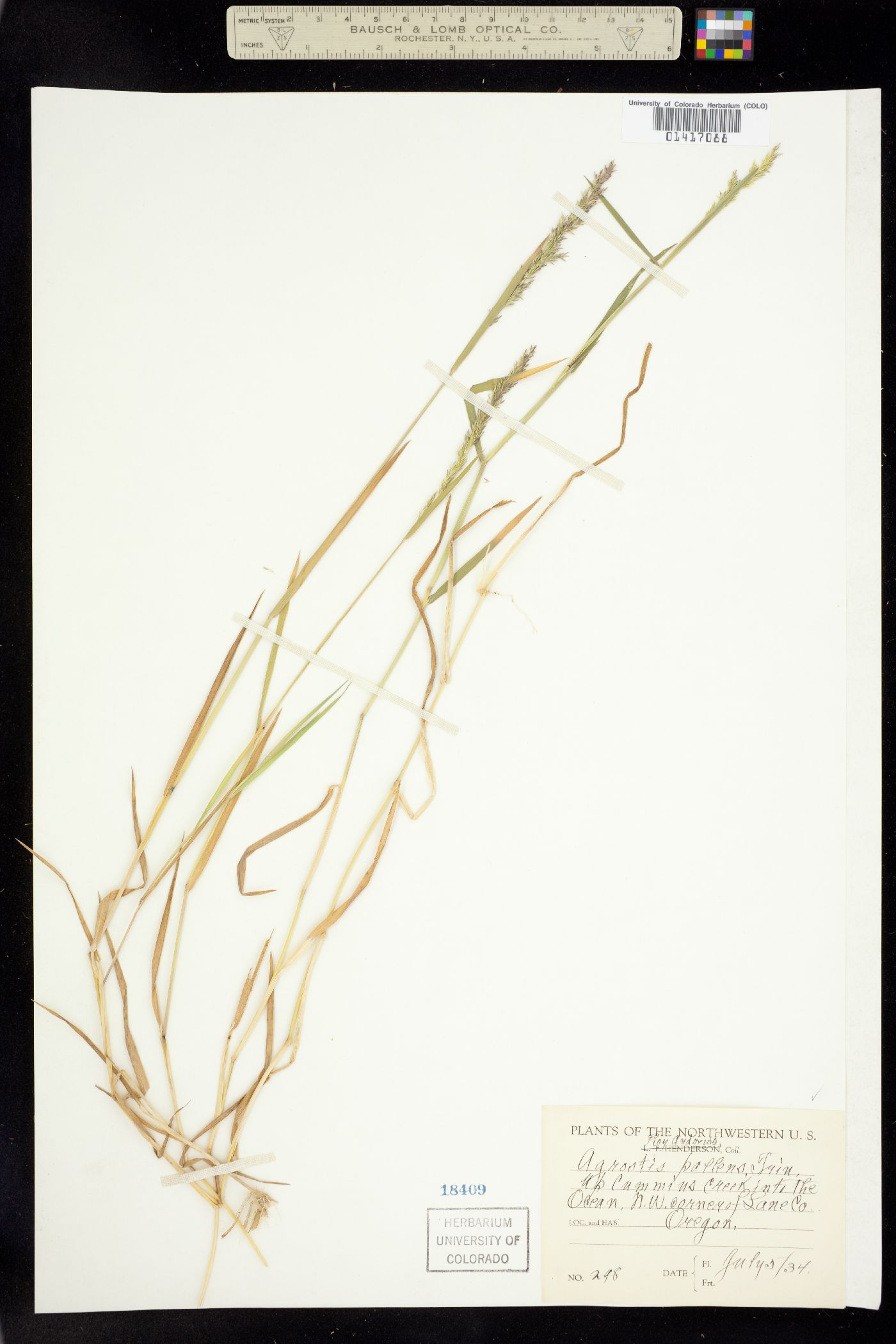 Agrostis pallens image