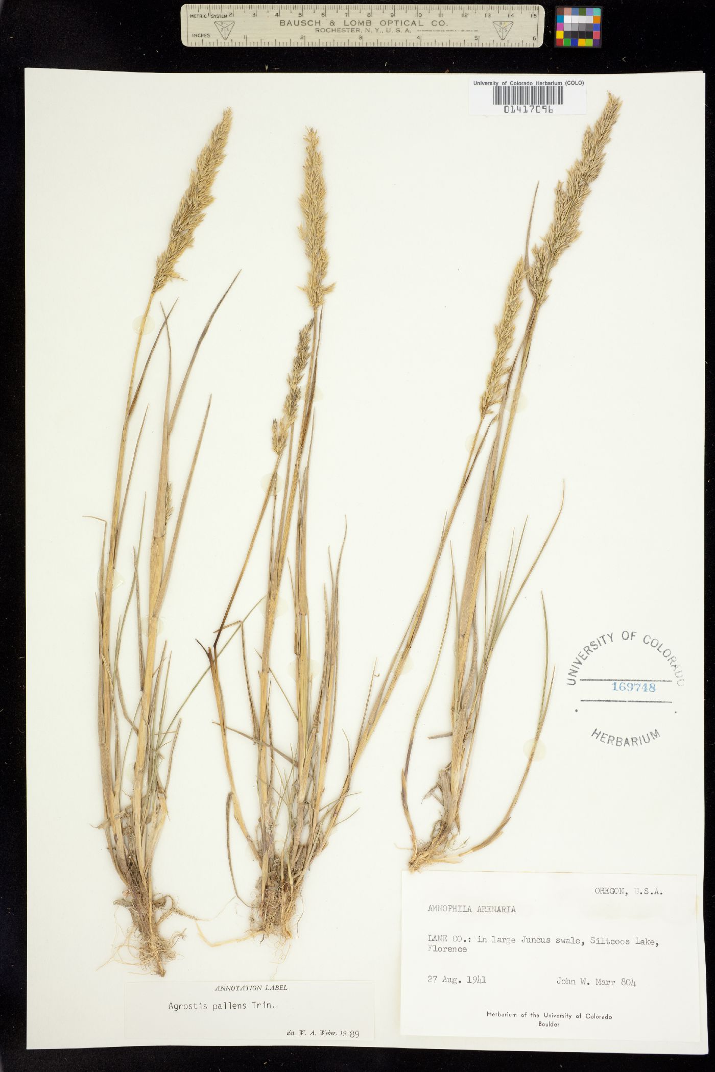 Agrostis pallens image