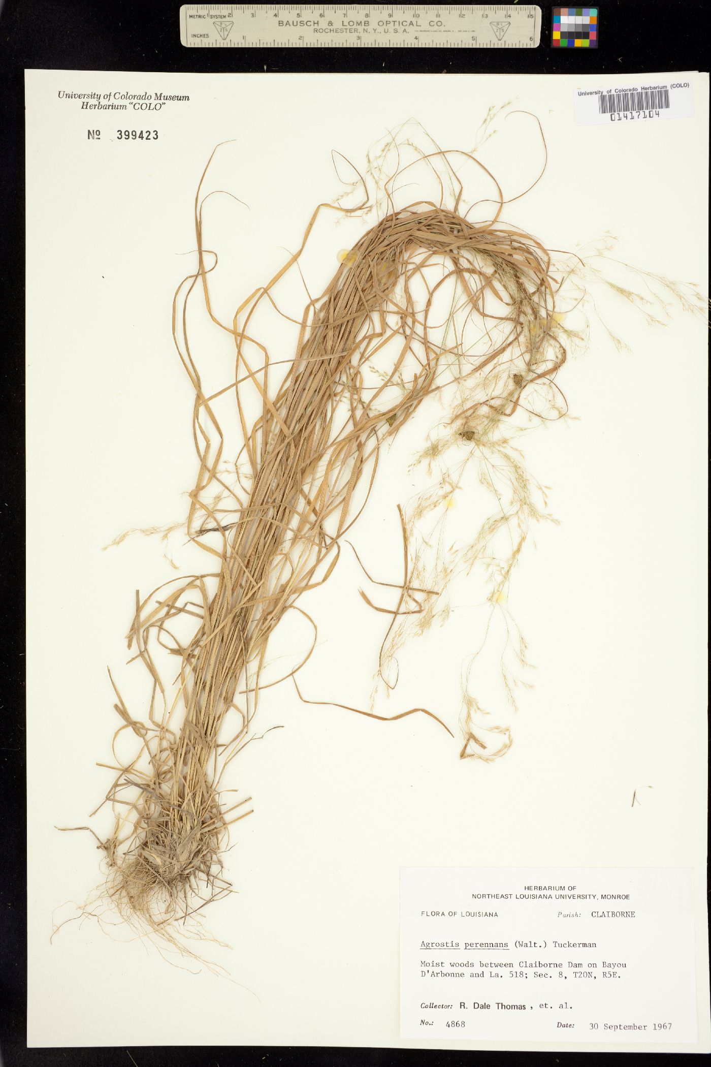 Agrostis perennans image