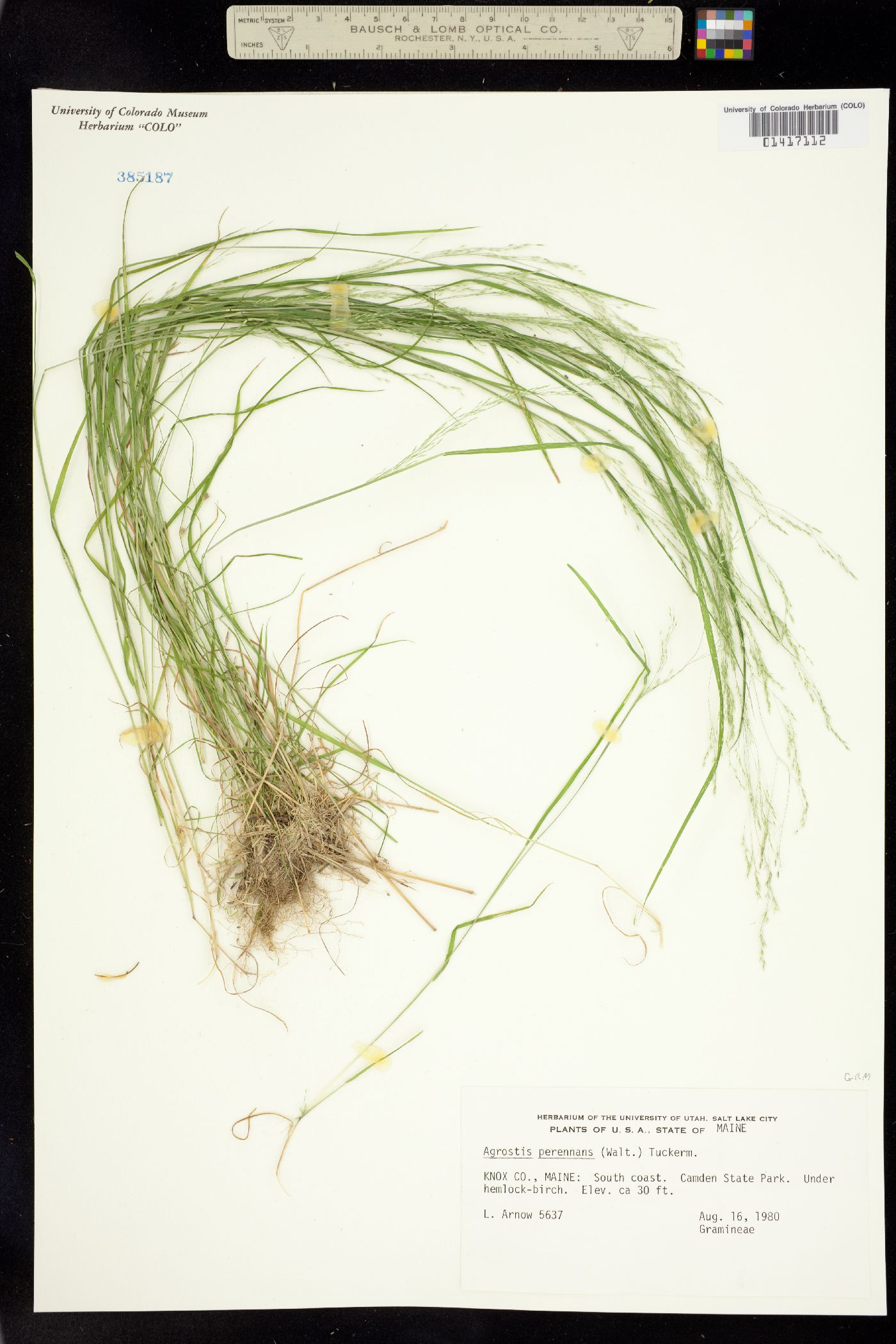 Agrostis perennans image