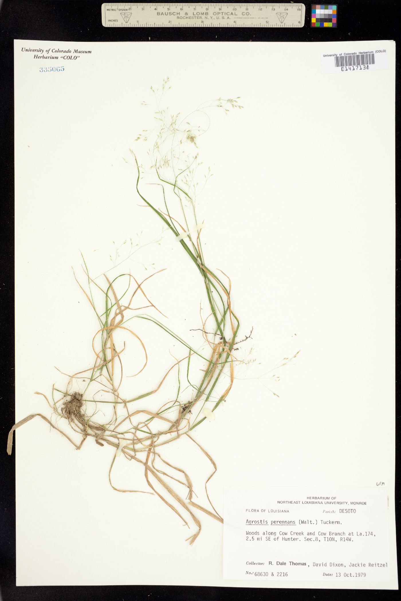 Agrostis perennans image