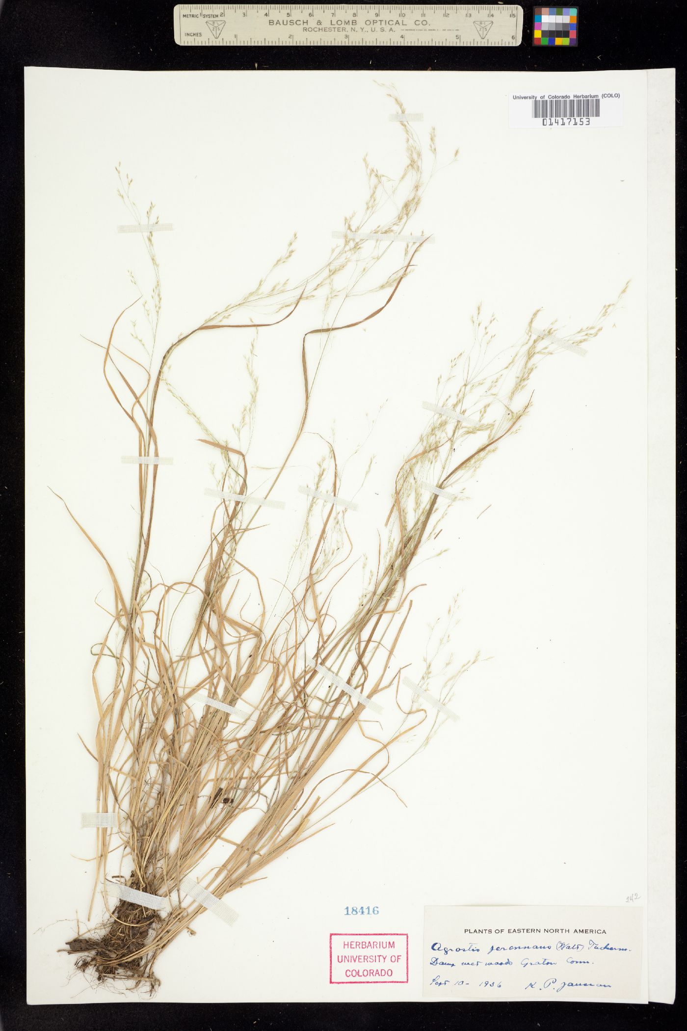 Agrostis perennans image