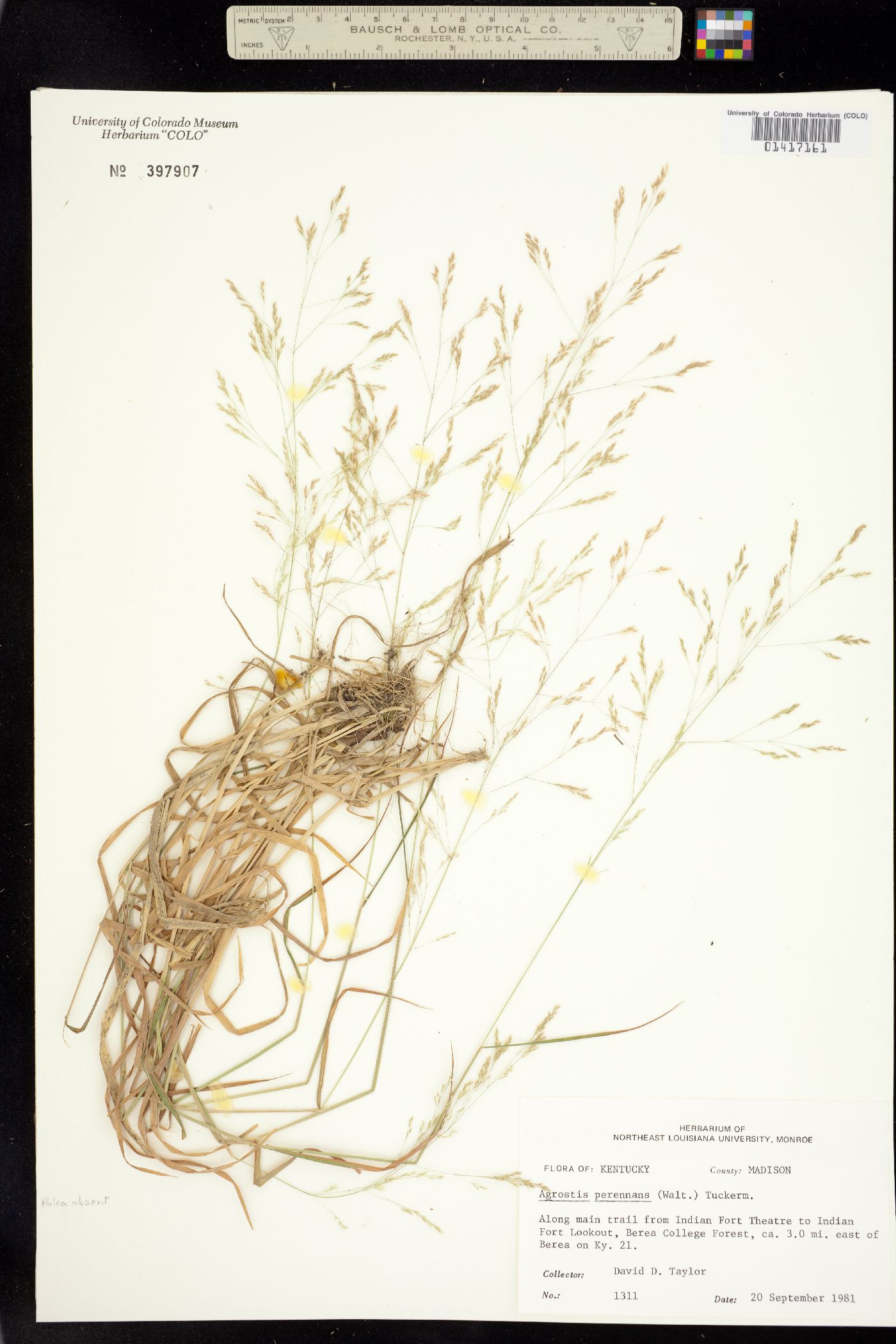 Agrostis perennans image