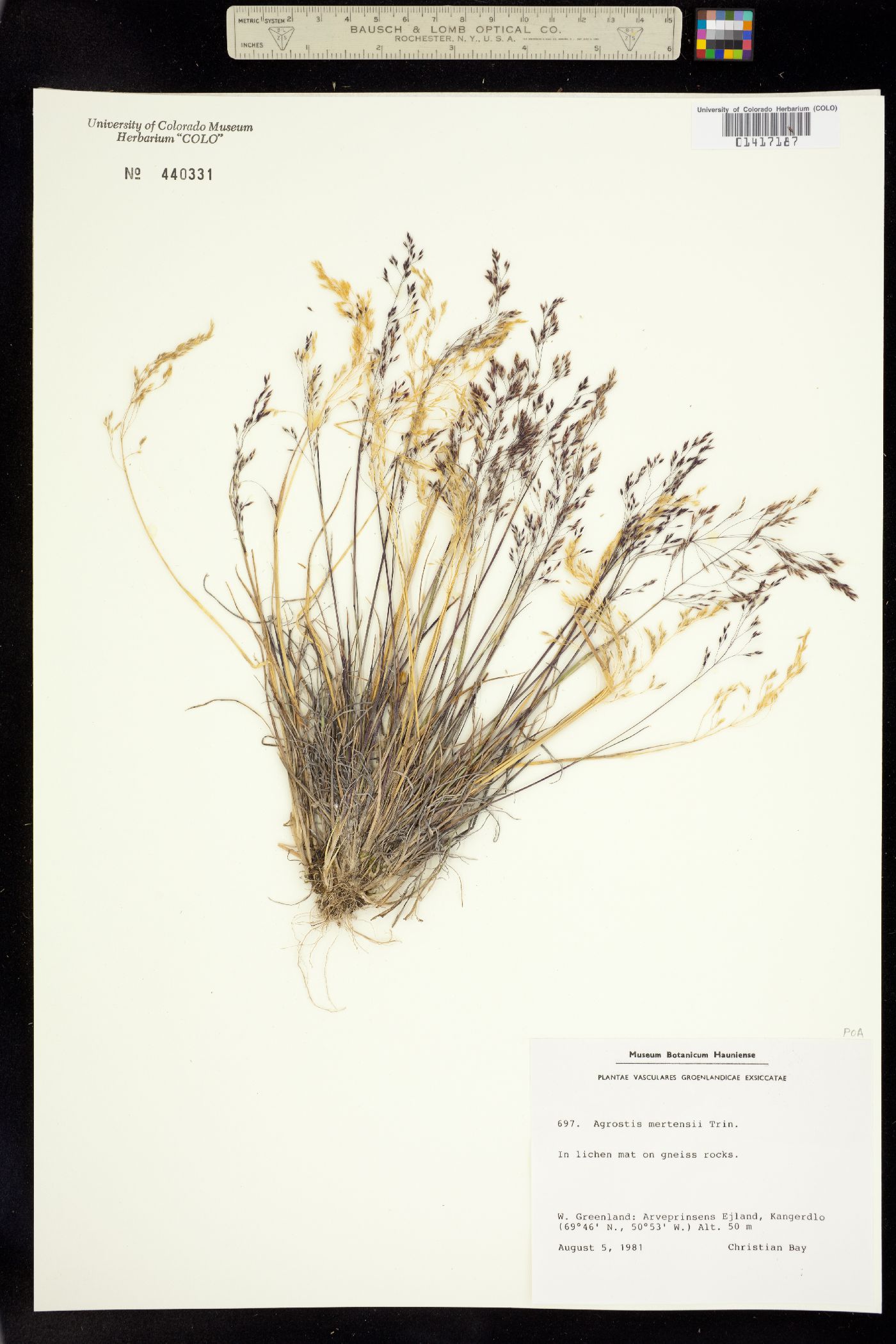 Agrostis mertensii image