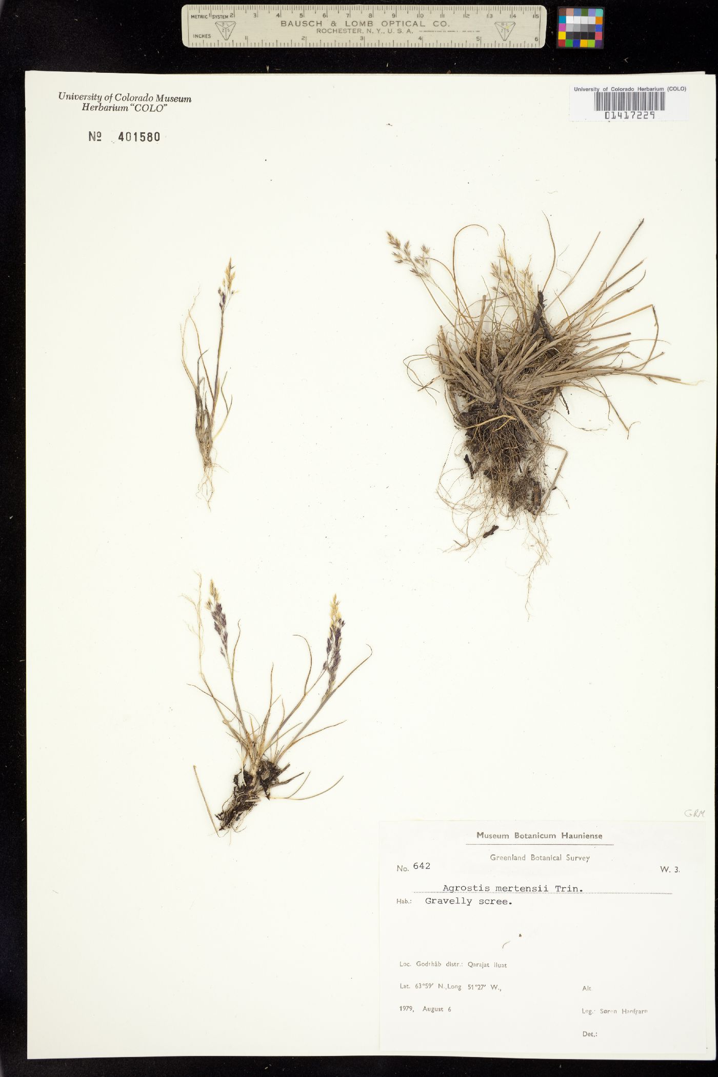 Agrostis image