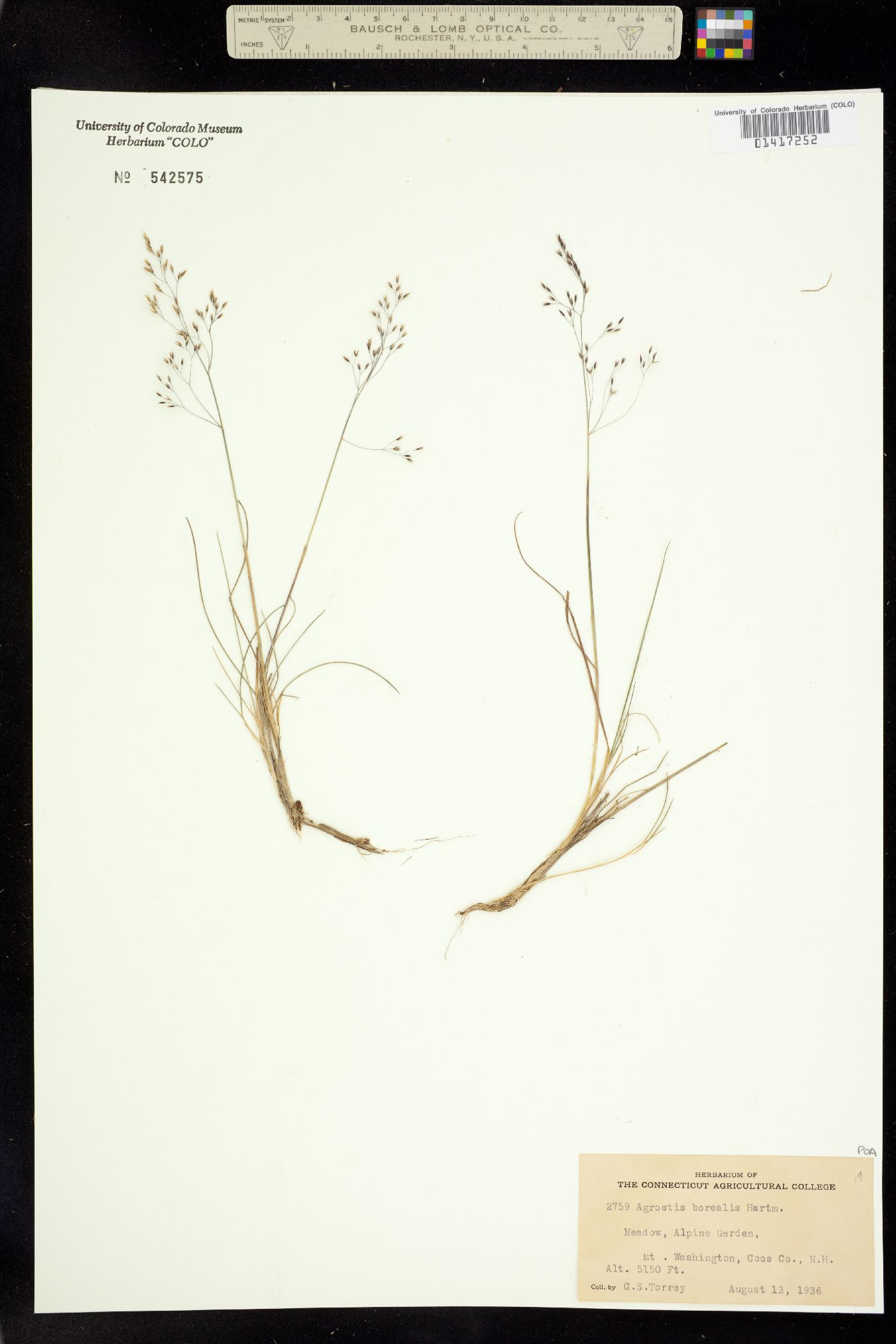 Agrostis mertensii image