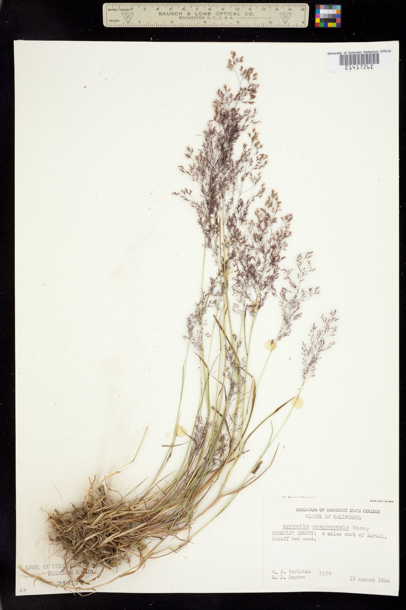 Agrostis oregonensis image