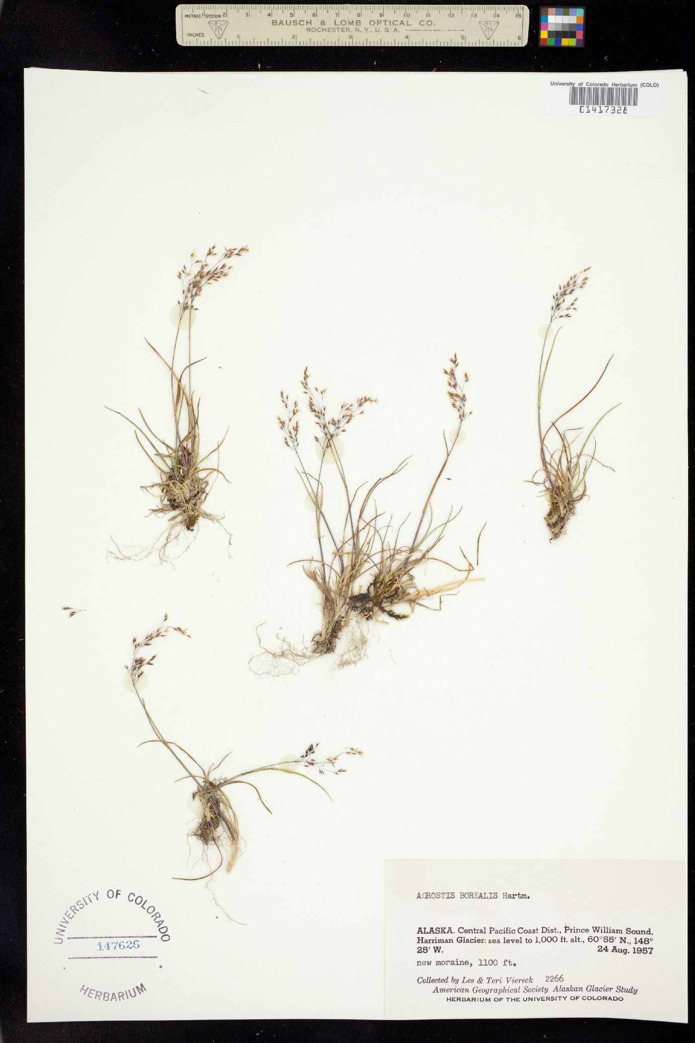 Agrostis image