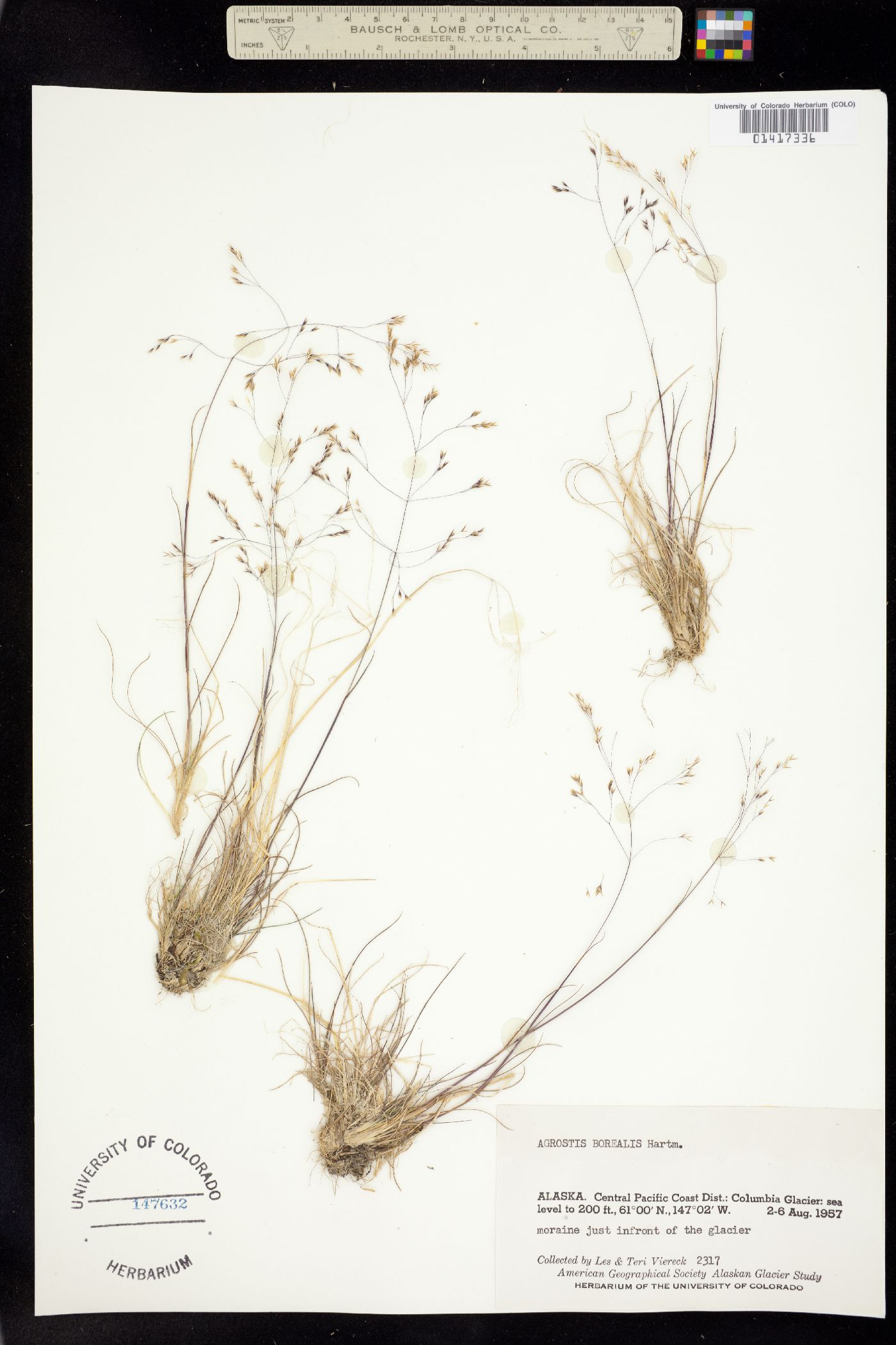 Agrostis mertensii image