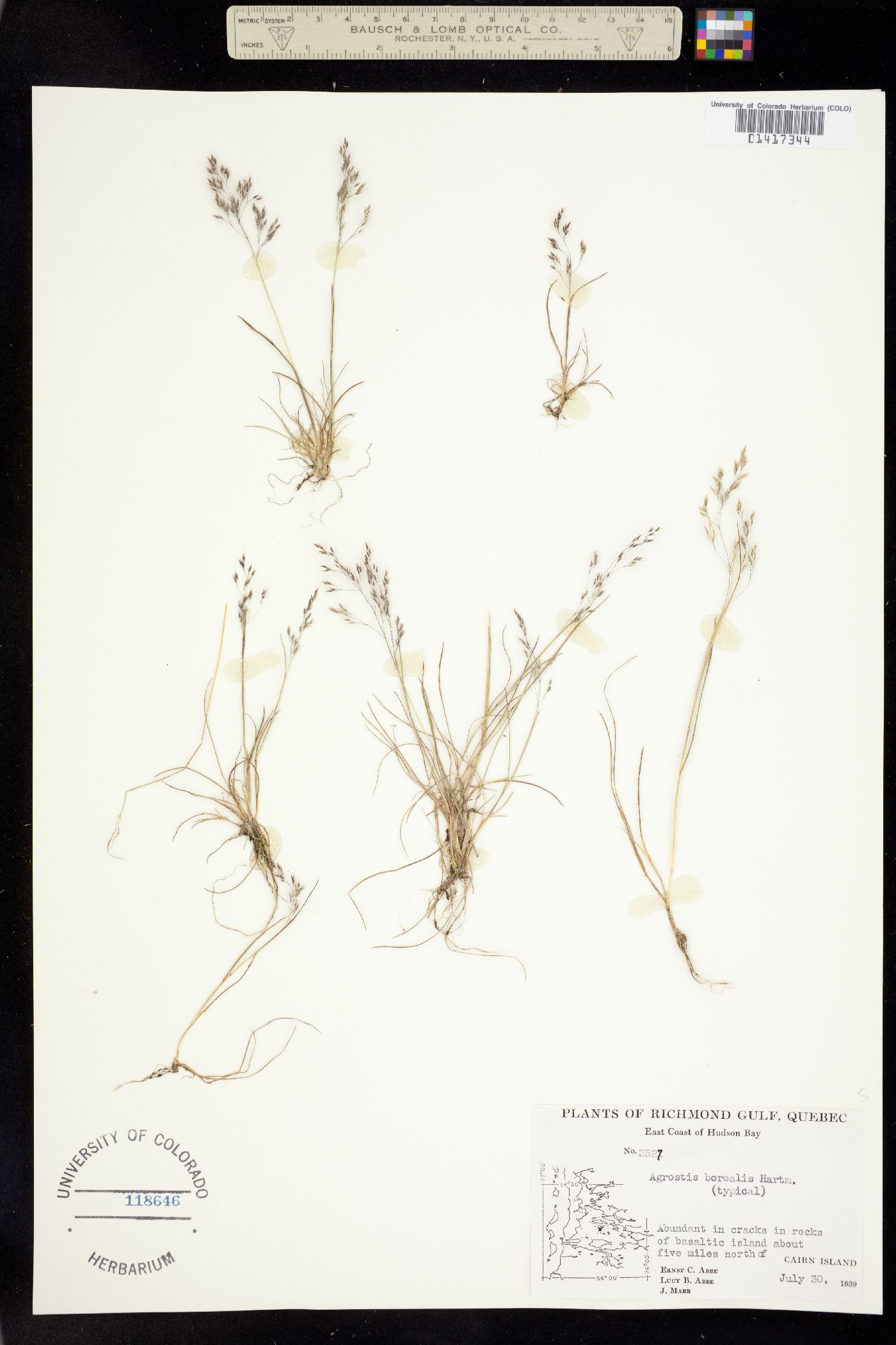 Agrostis image