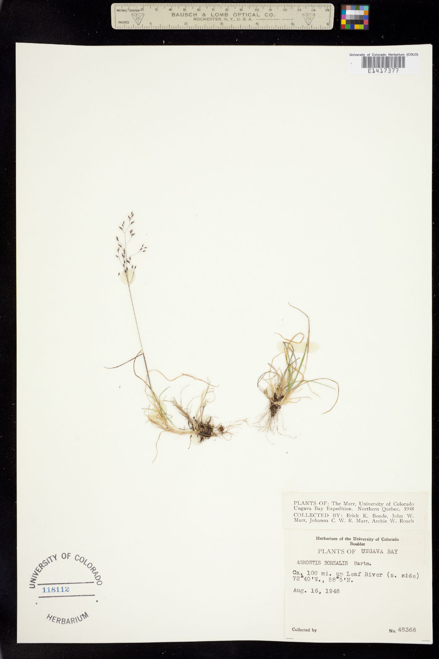 Agrostis mertensii image