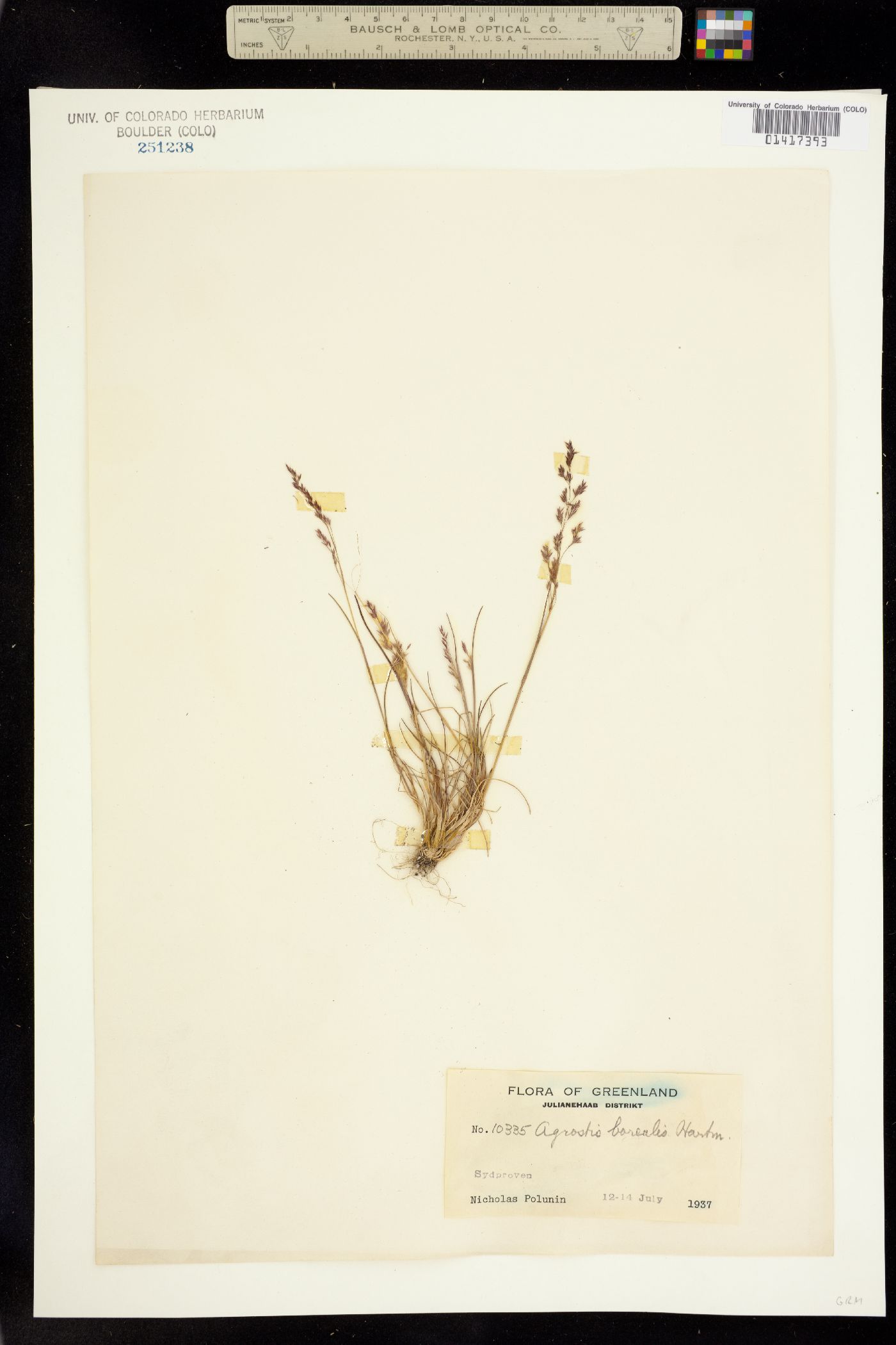 Agrostis mertensii image