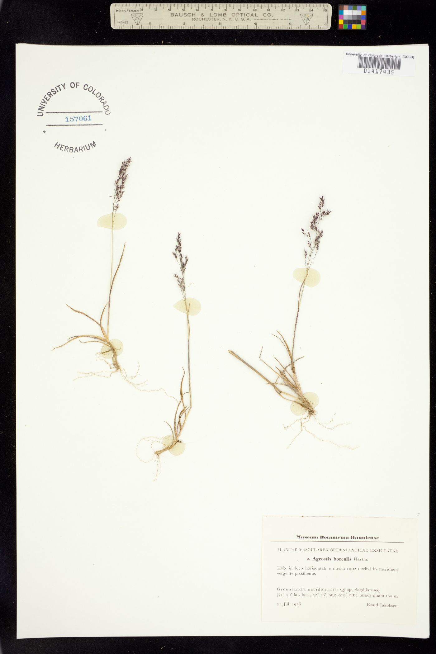 Agrostis image