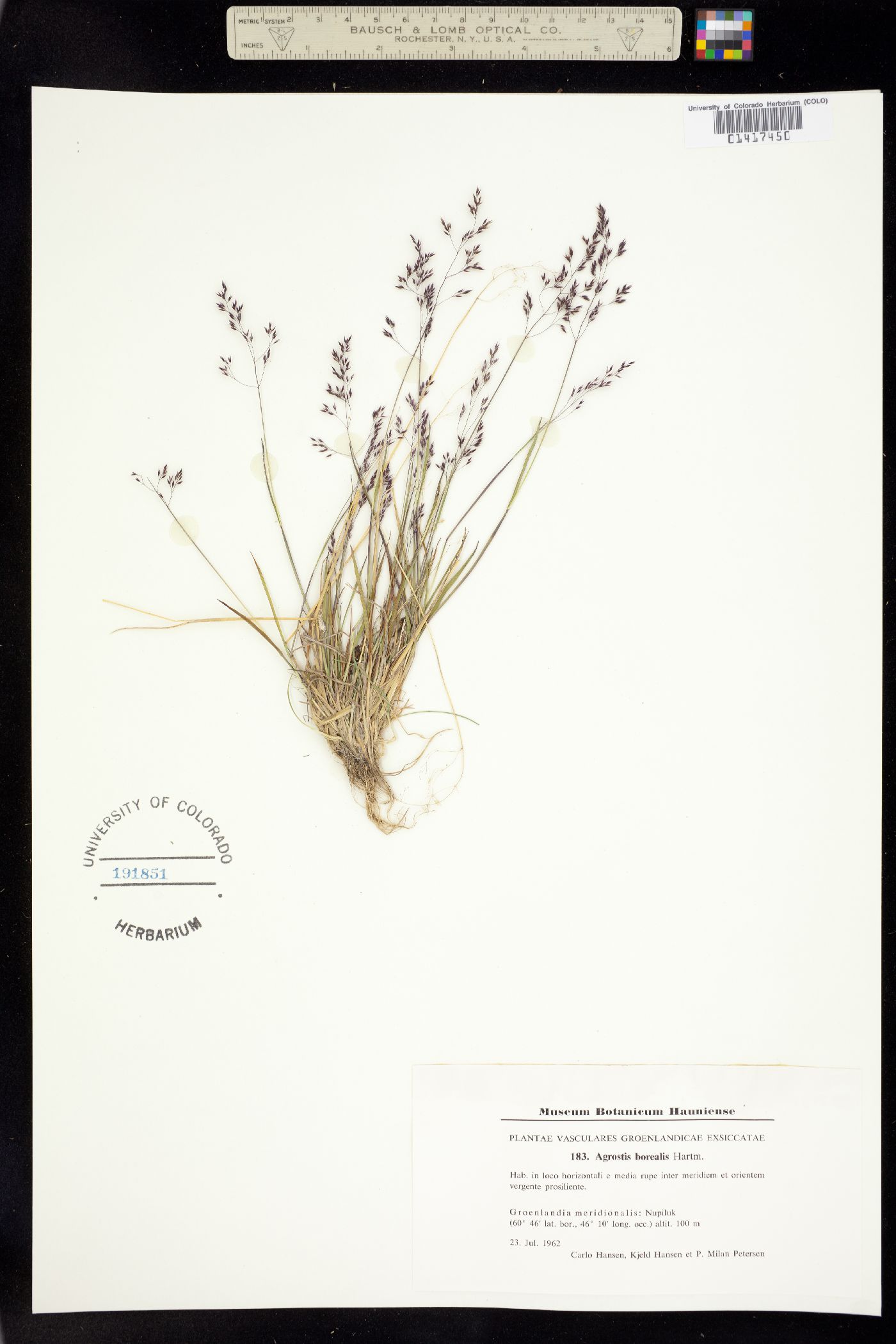 Agrostis mertensii image