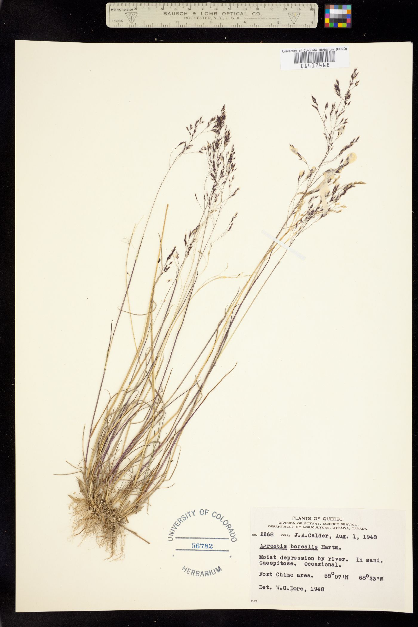 Agrostis mertensii image