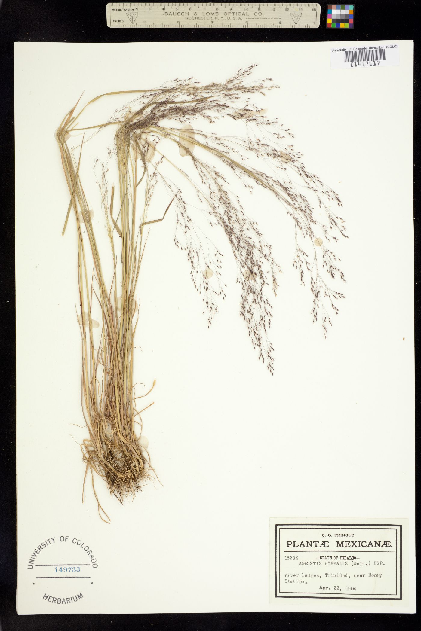 Agrostis hyemalis image