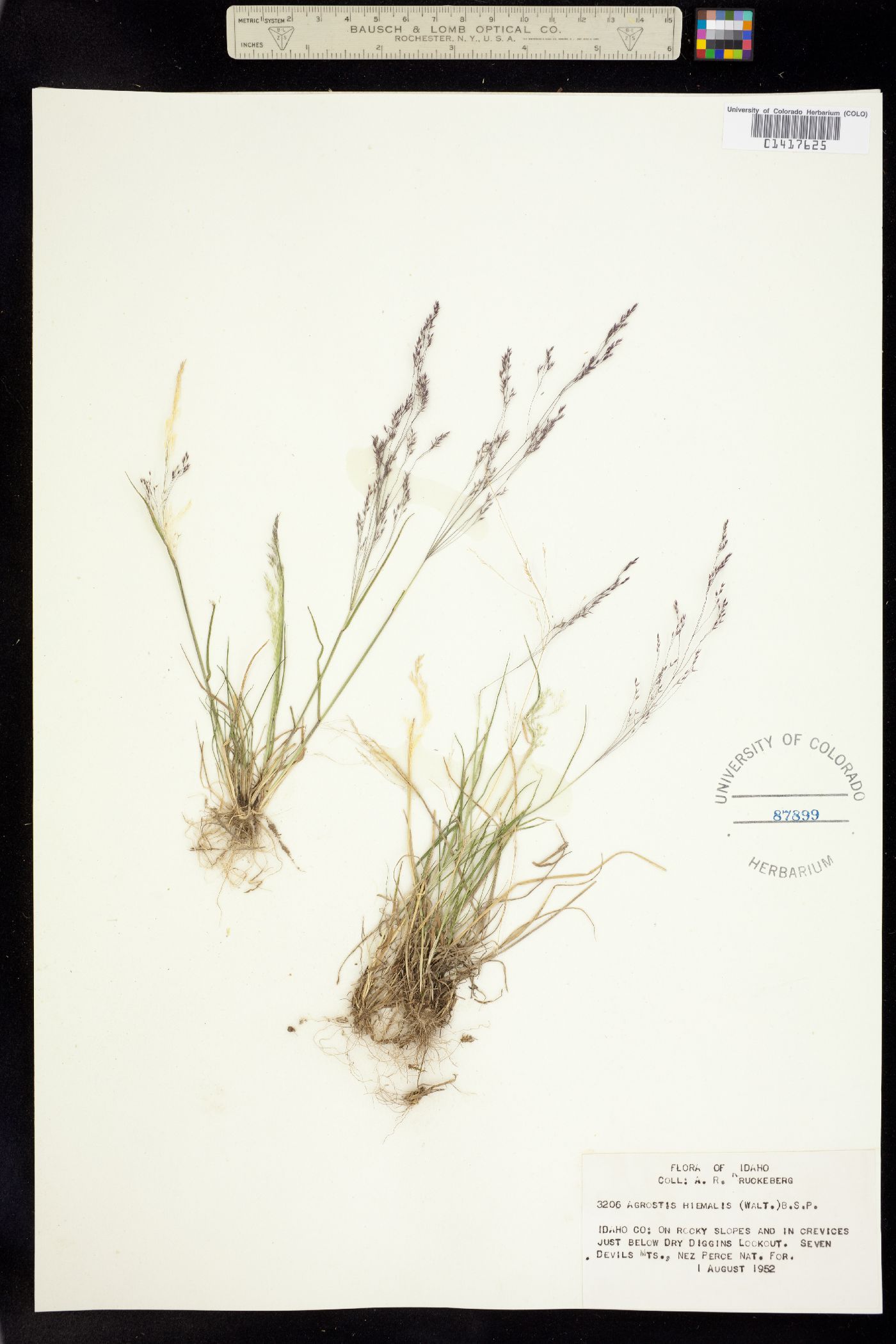 Agrostis hyemalis image