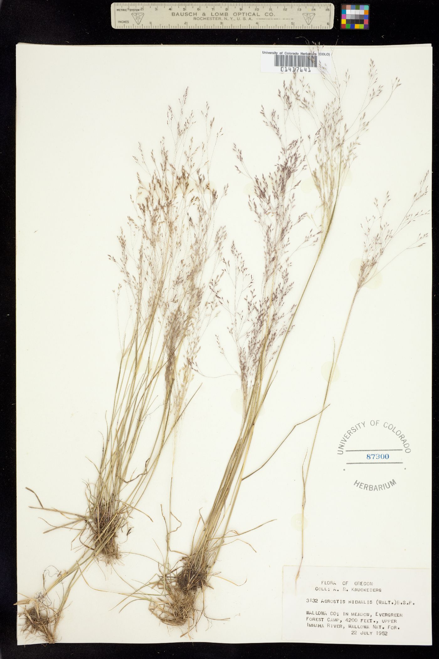 Agrostis hyemalis image